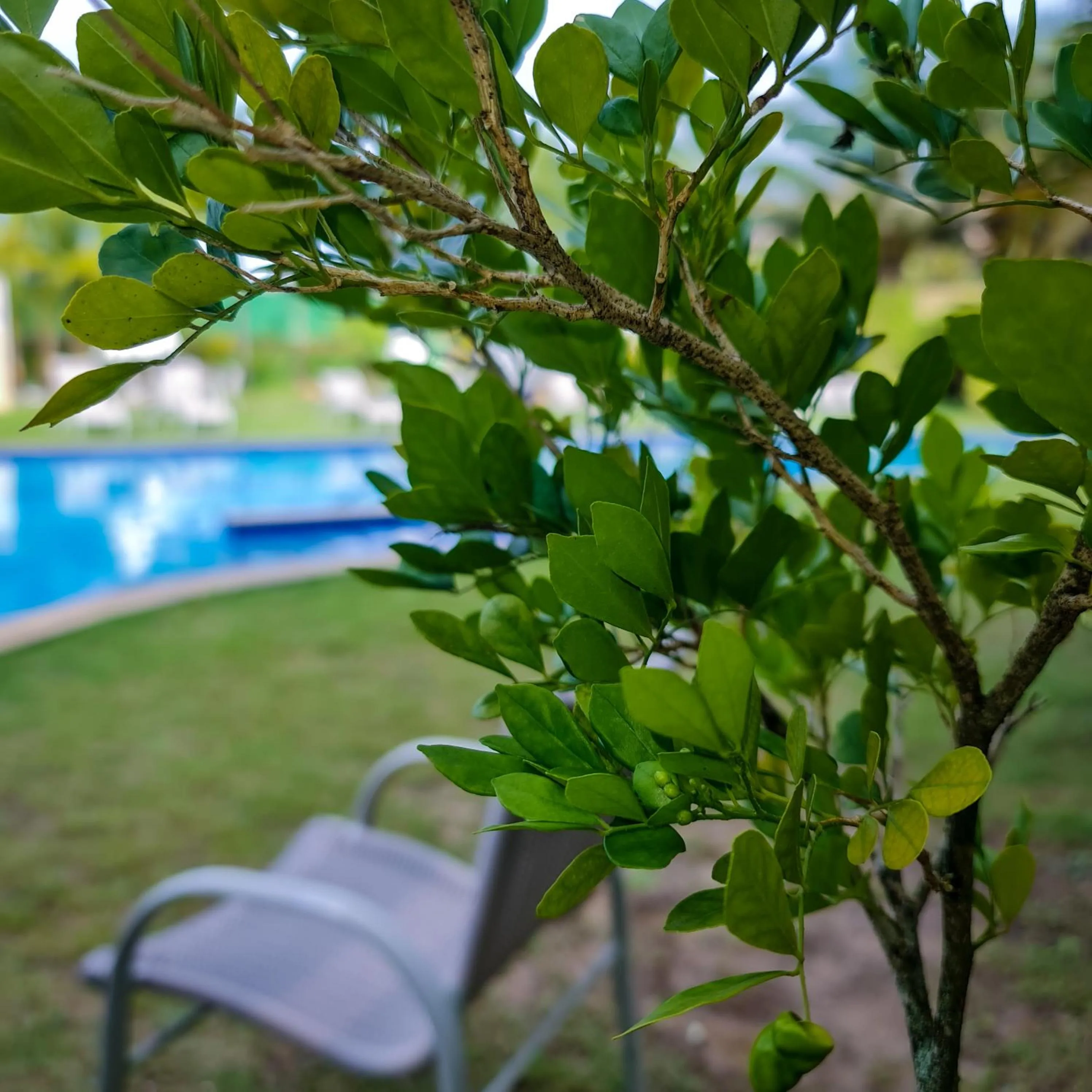 Garden in Catussaba Business Hotel