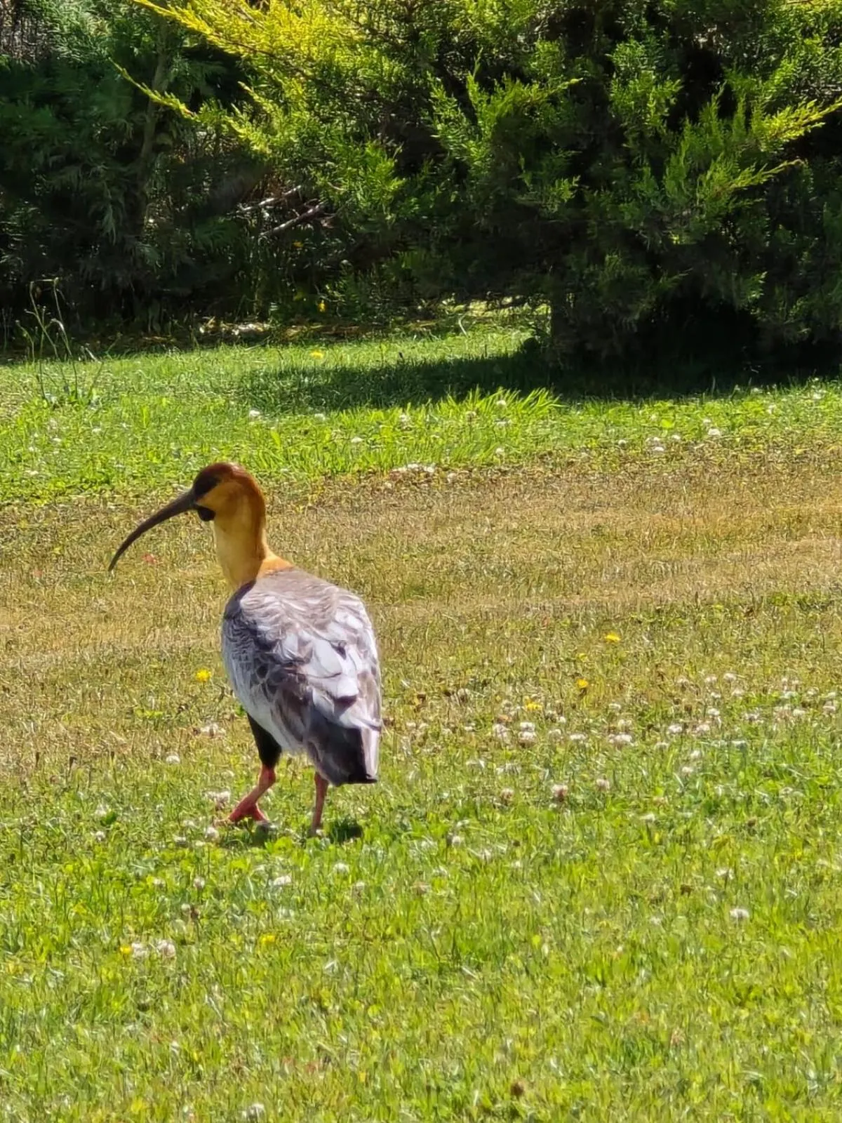 Garden in Hotel Picos Del Sur