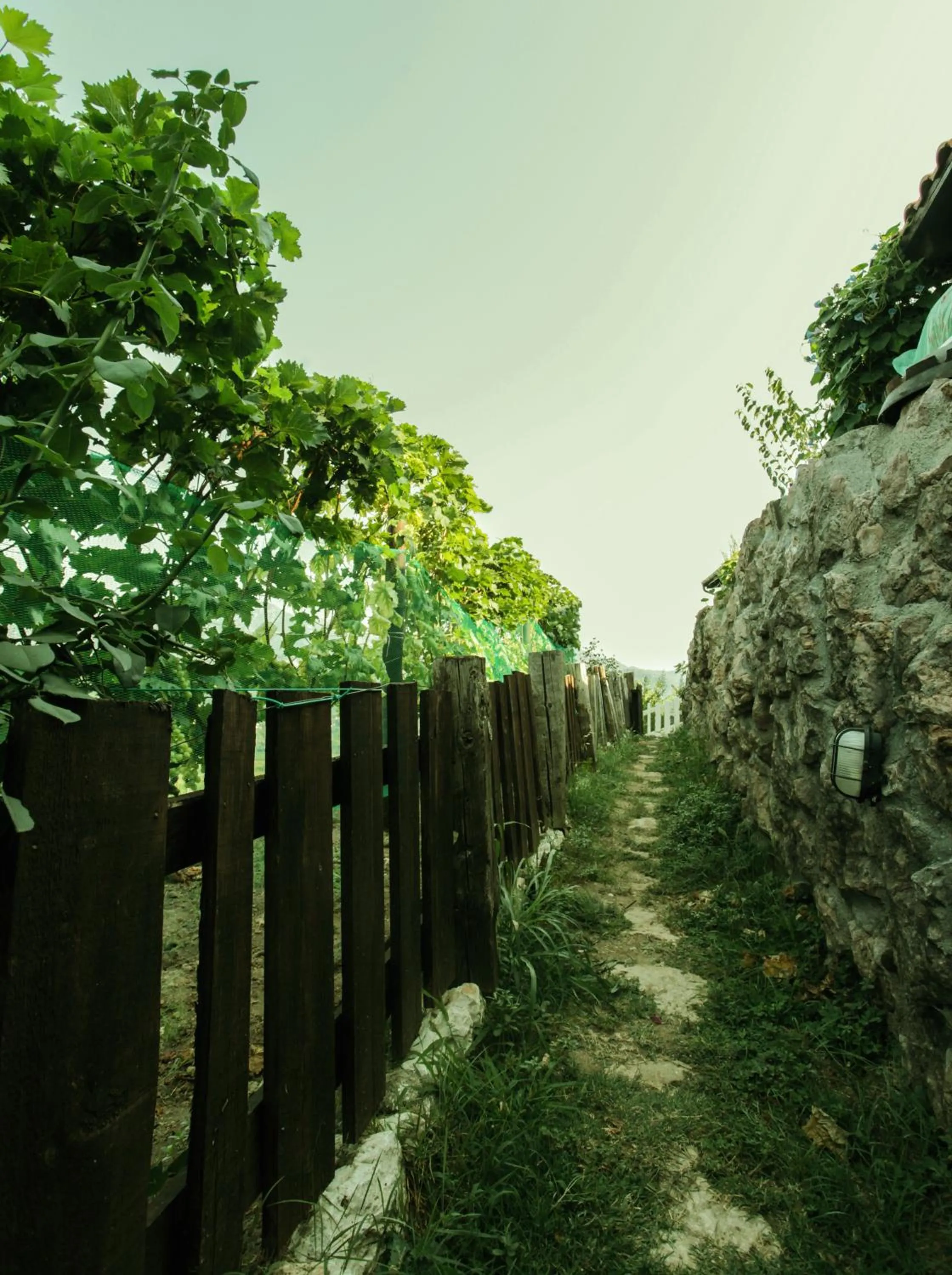Garden in Dembelija Rooms