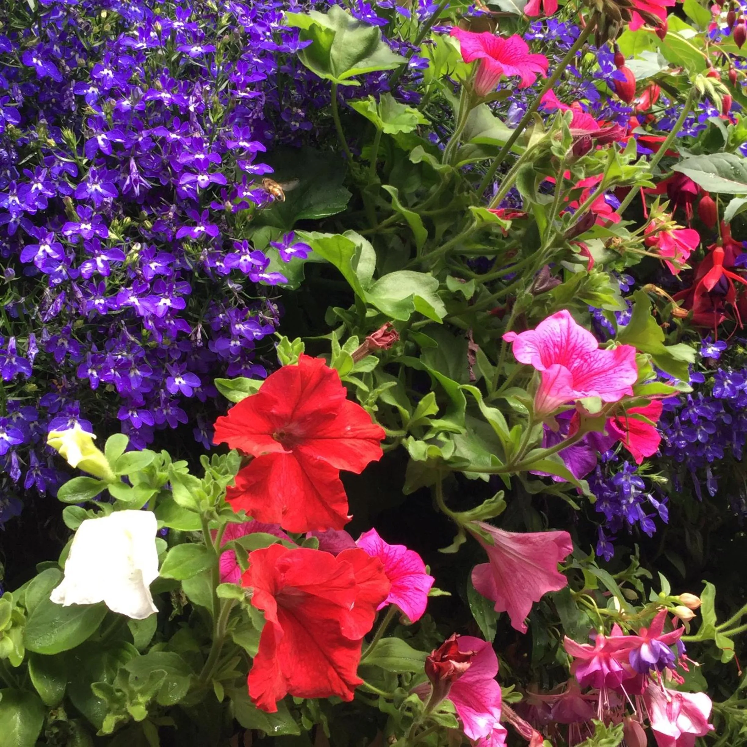 Garden in The Exhibition