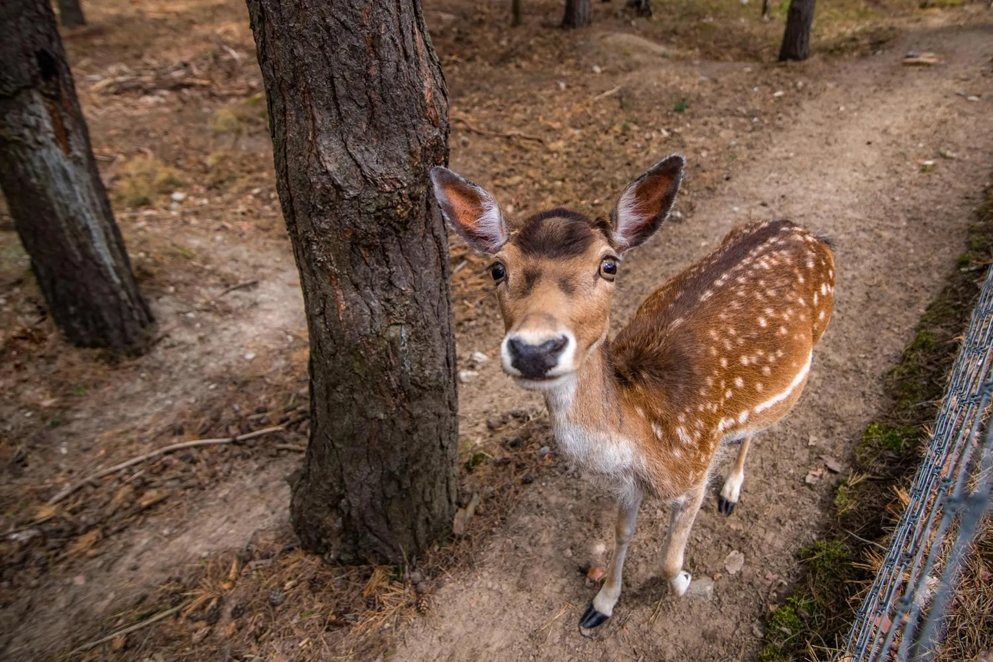 Animals in Hotel Park Kajetany