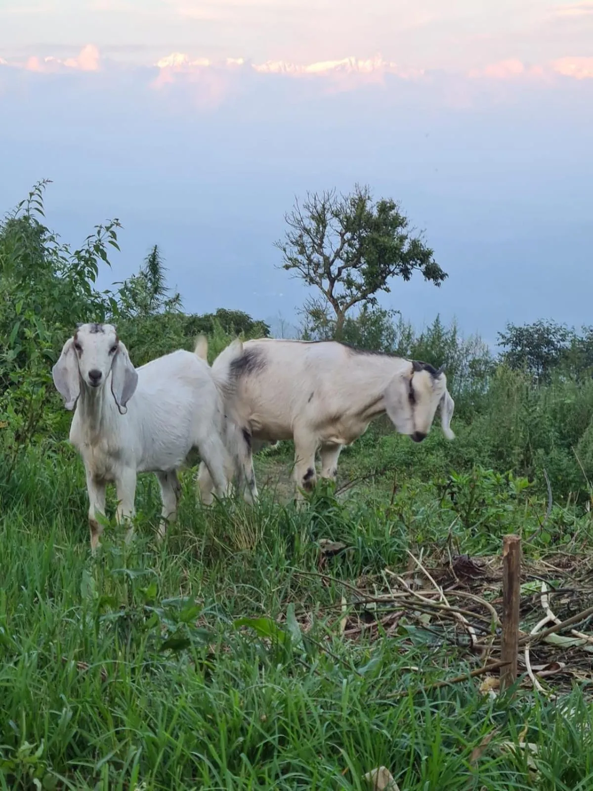 Nagarkot Trekkers Inn