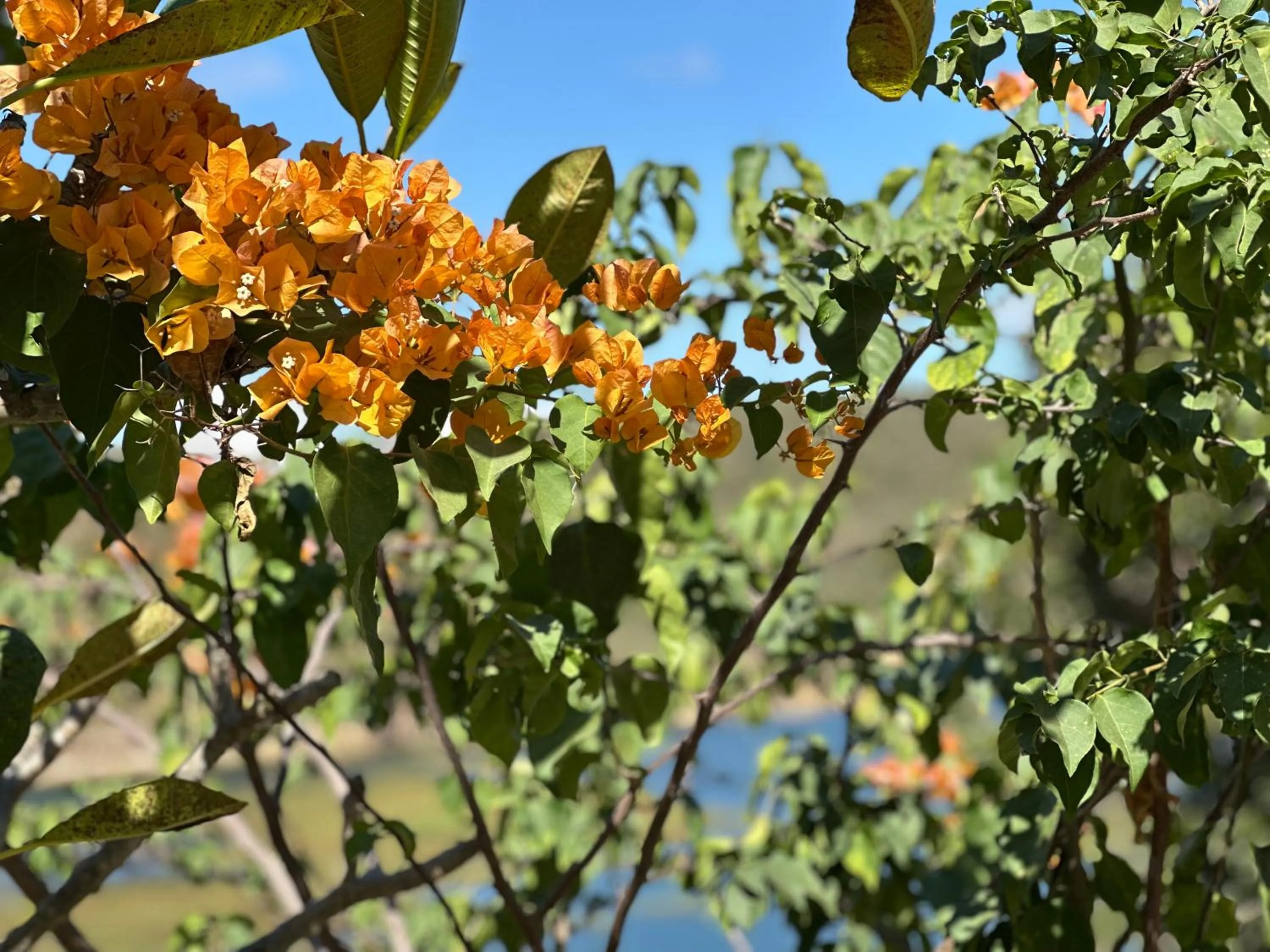 Garden in Pousada Fecho da Serra