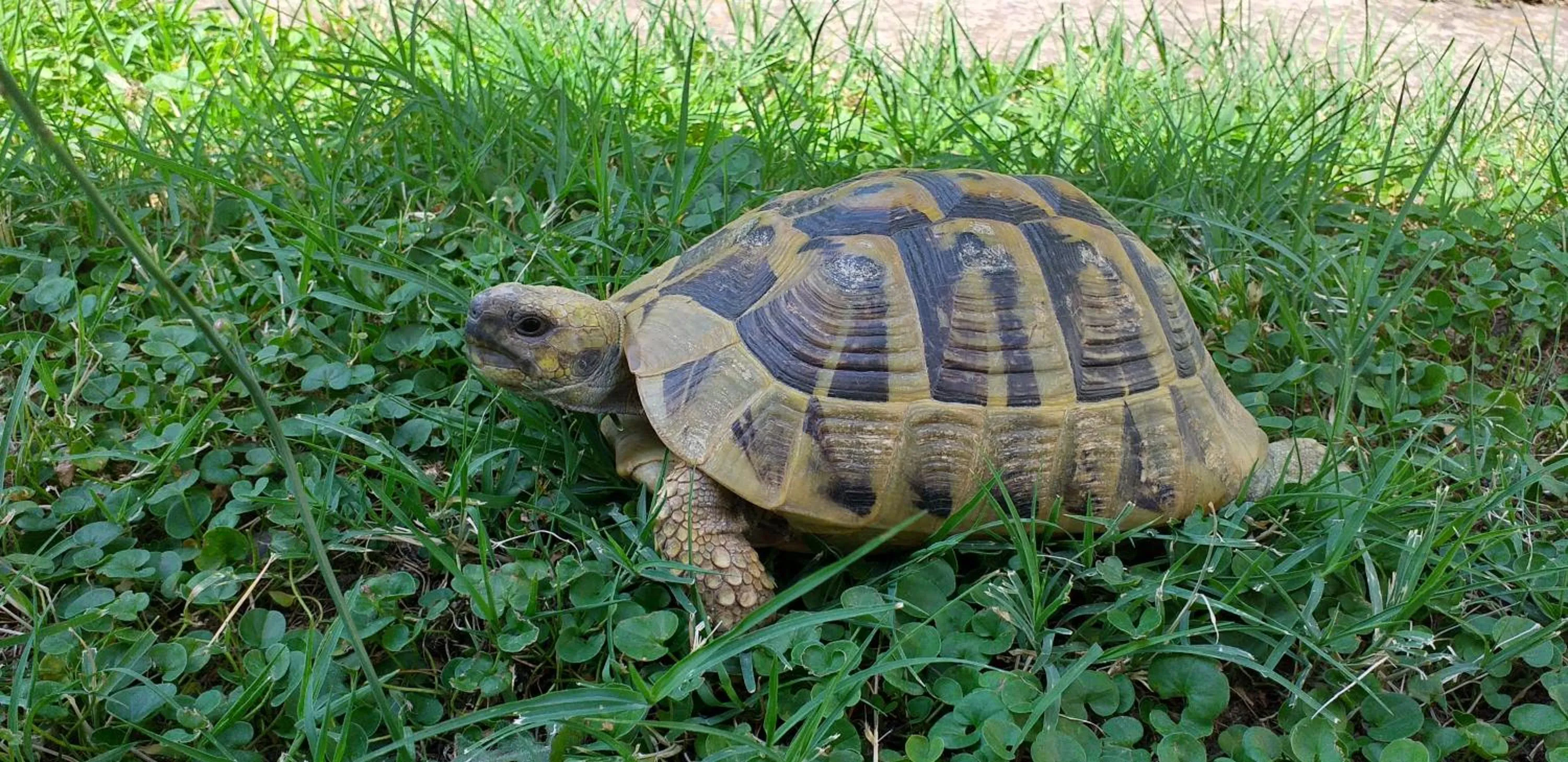 Garden in Epavlis Meteora Suites Hotel