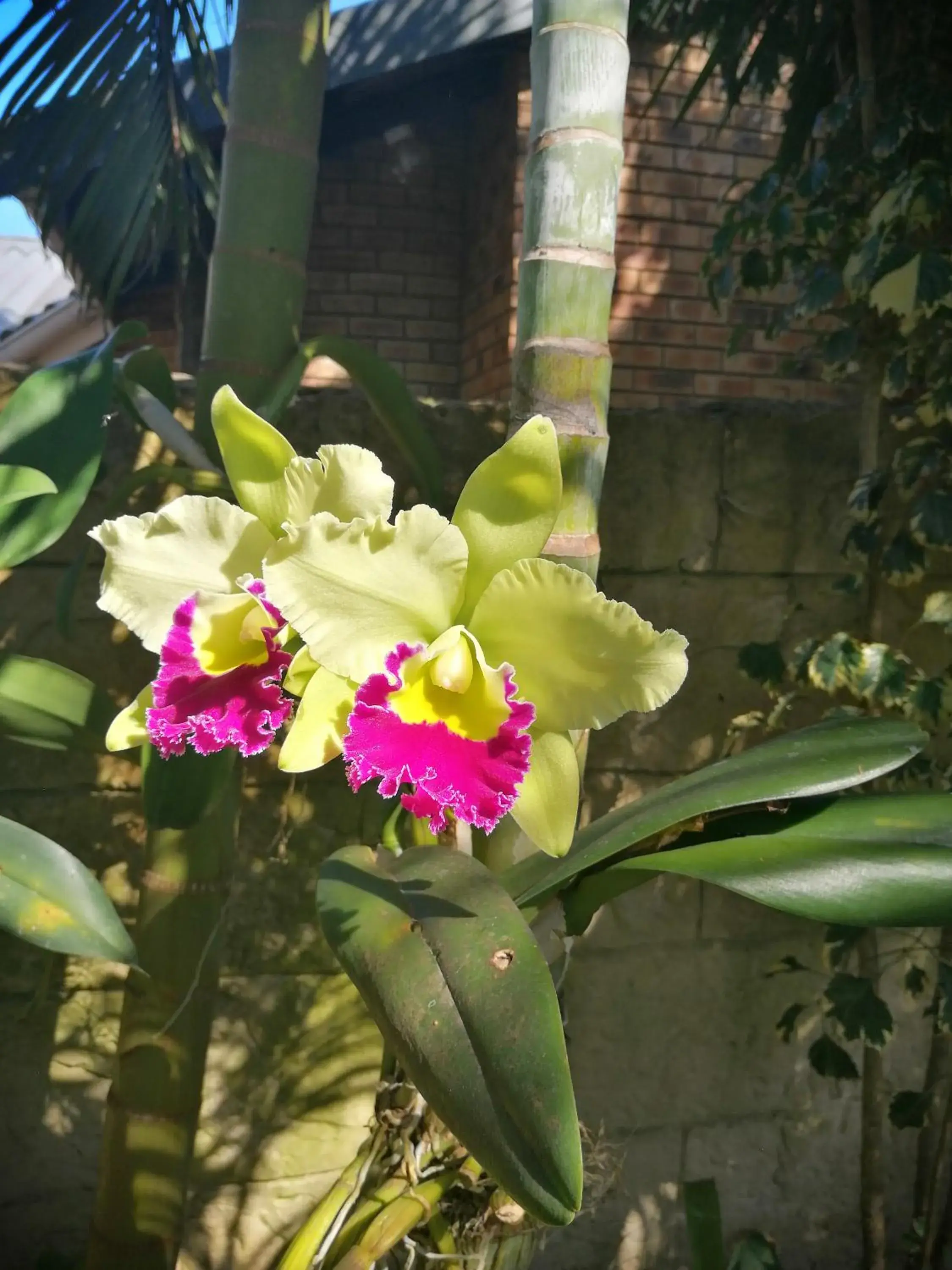 Garden view in St. Lucia Wetlands Guest House Garden view in St. Lucia Wetlands Guest House