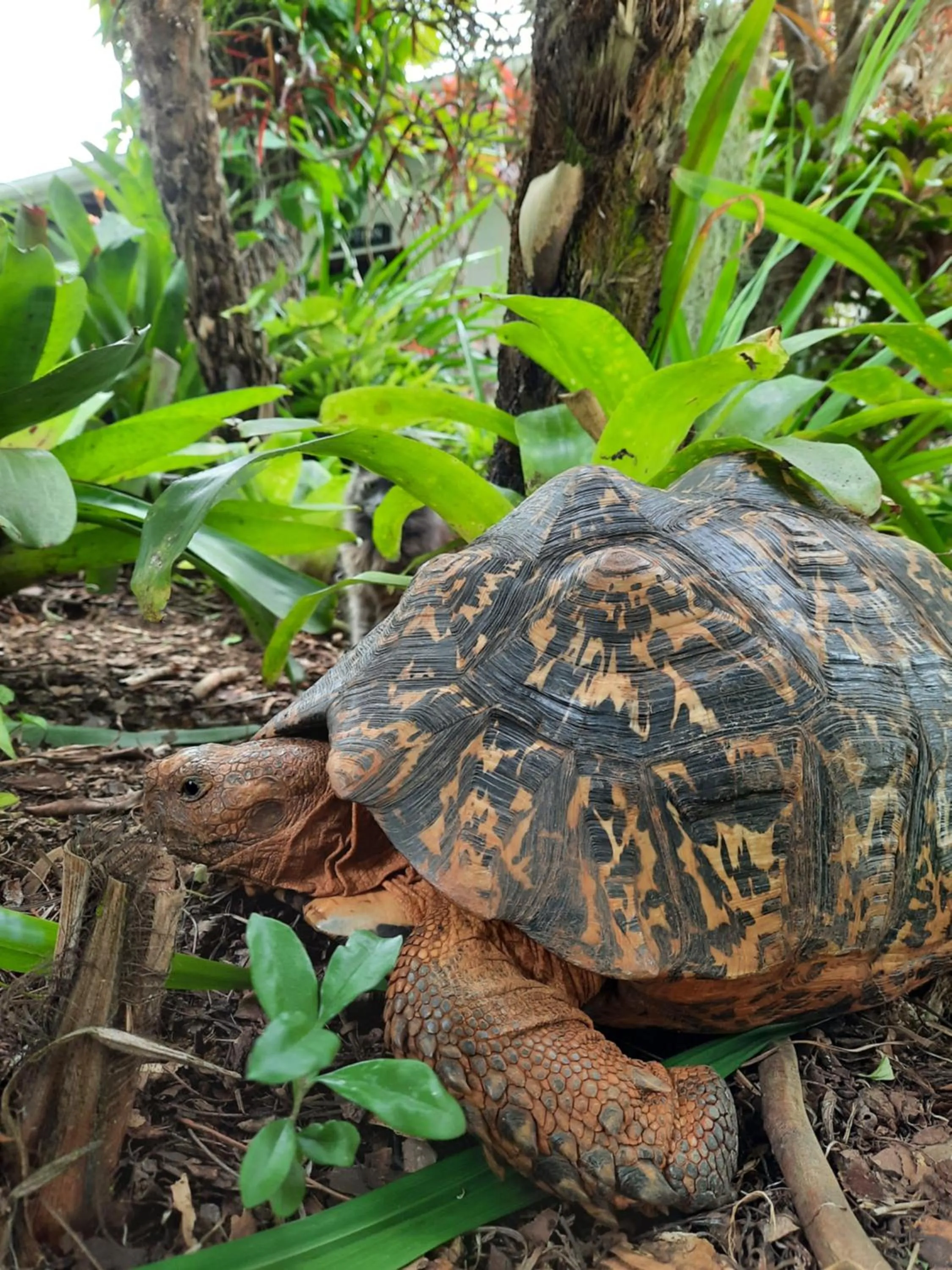 Garden in St. Lucia Wetlands Guest House