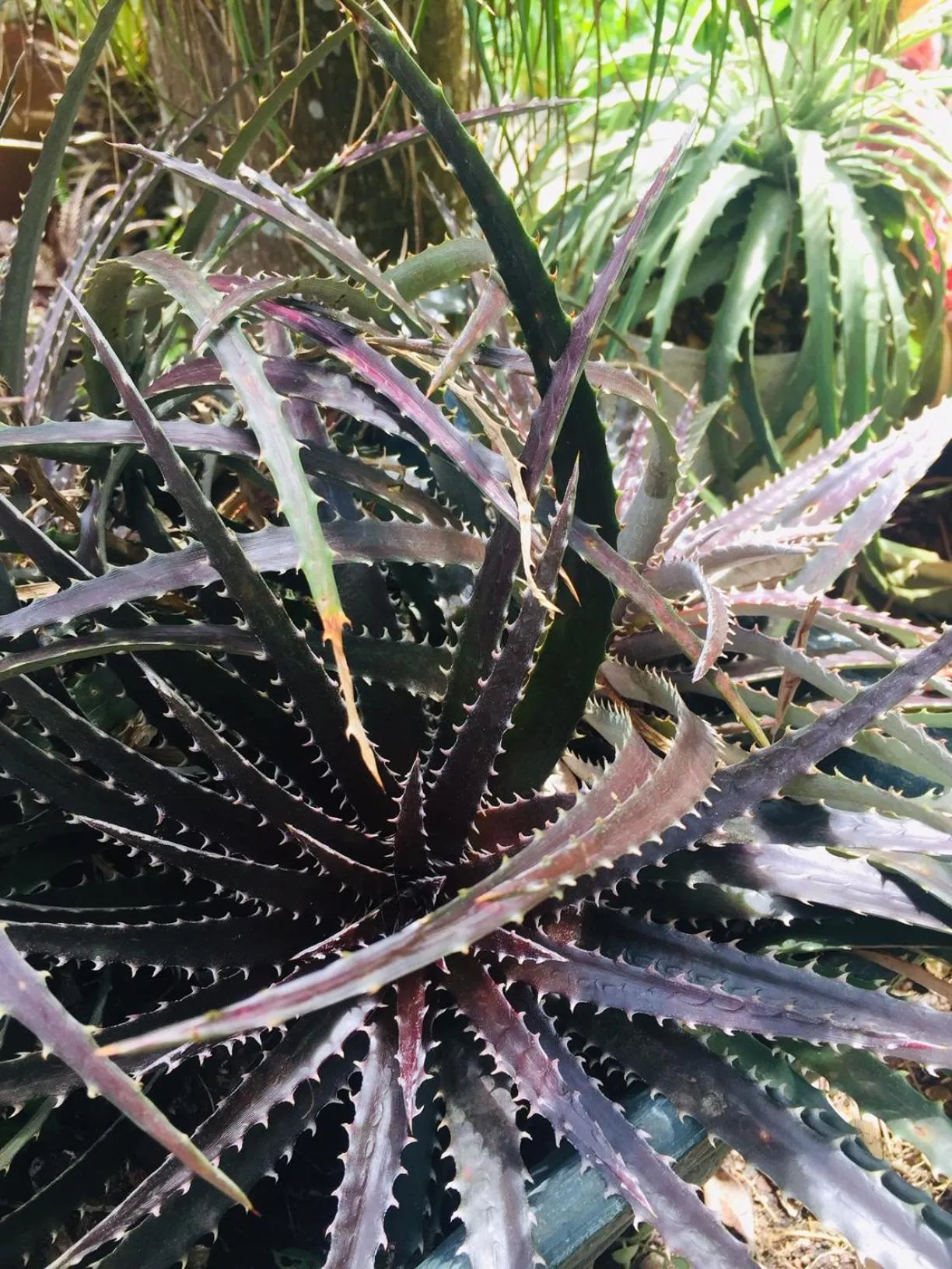 Garden in St. Lucia Wetlands Guest House