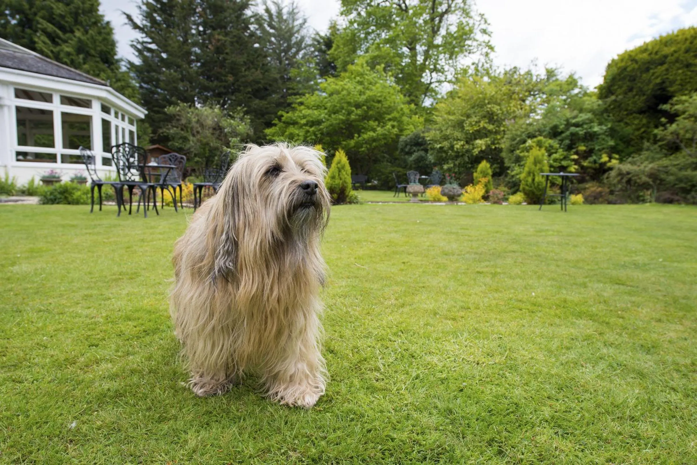 Pets in Woodlands Lodge Hotel