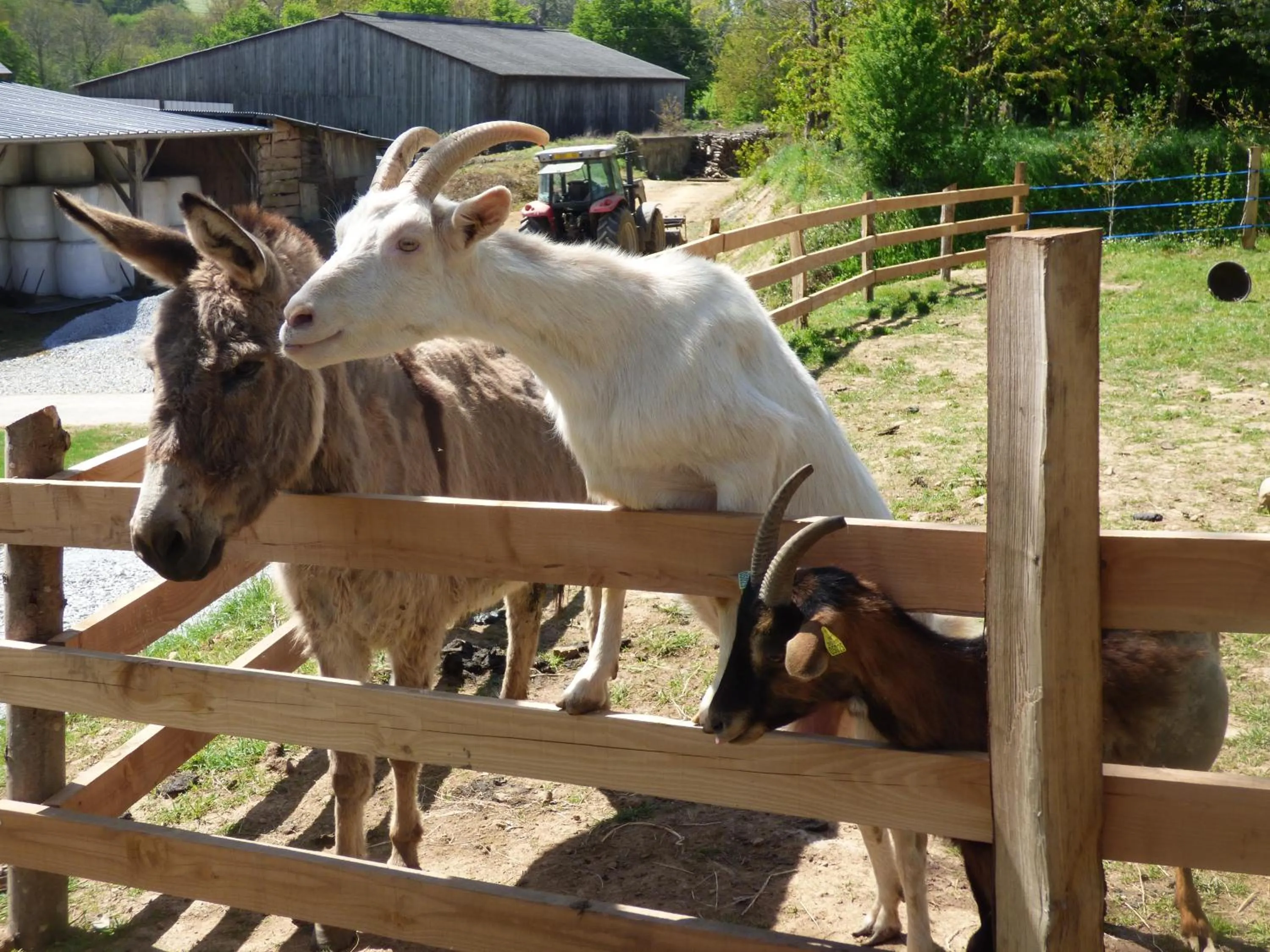 Pets in le Vallon des 5 Roses