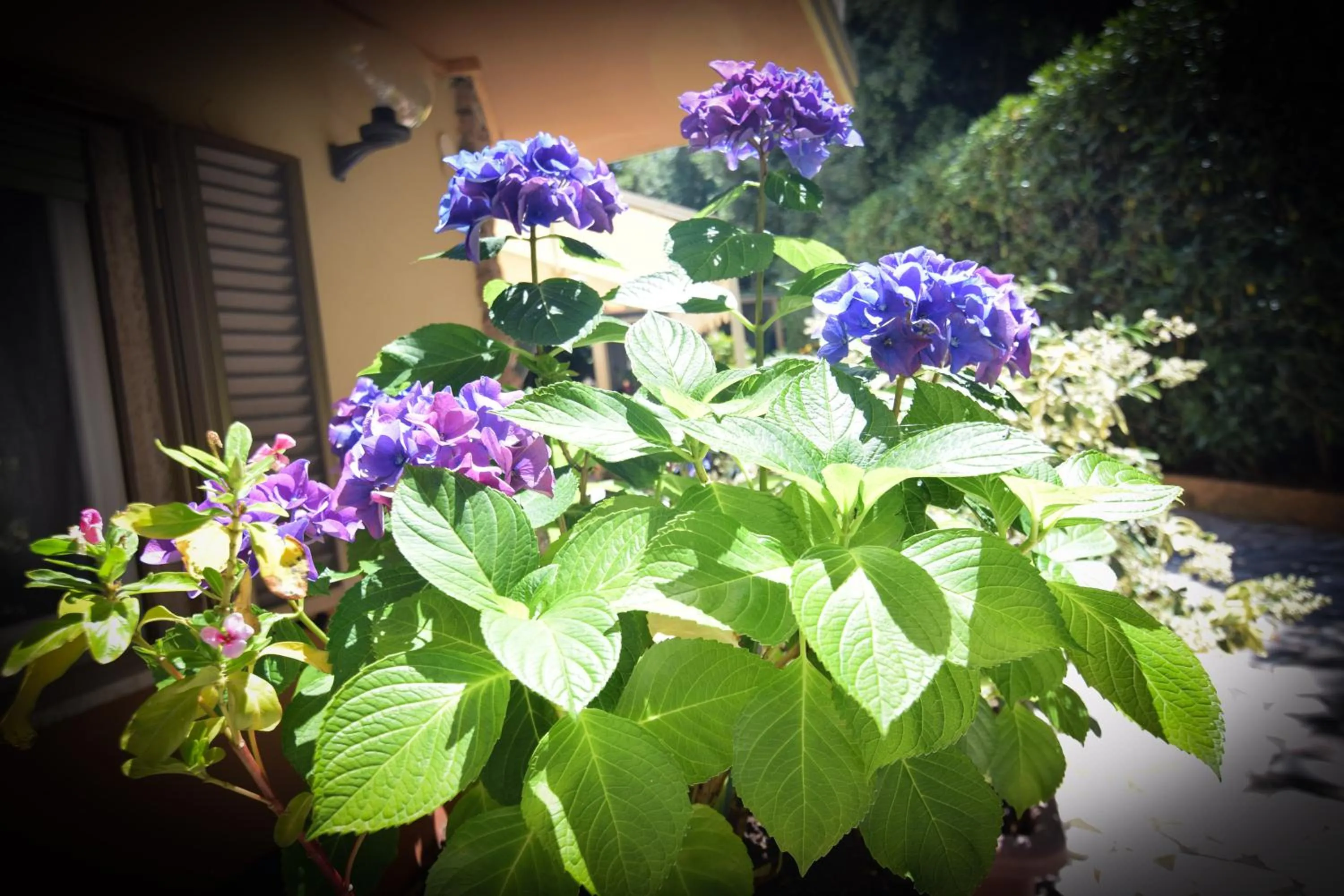 Garden view in Hotel Villa Denia