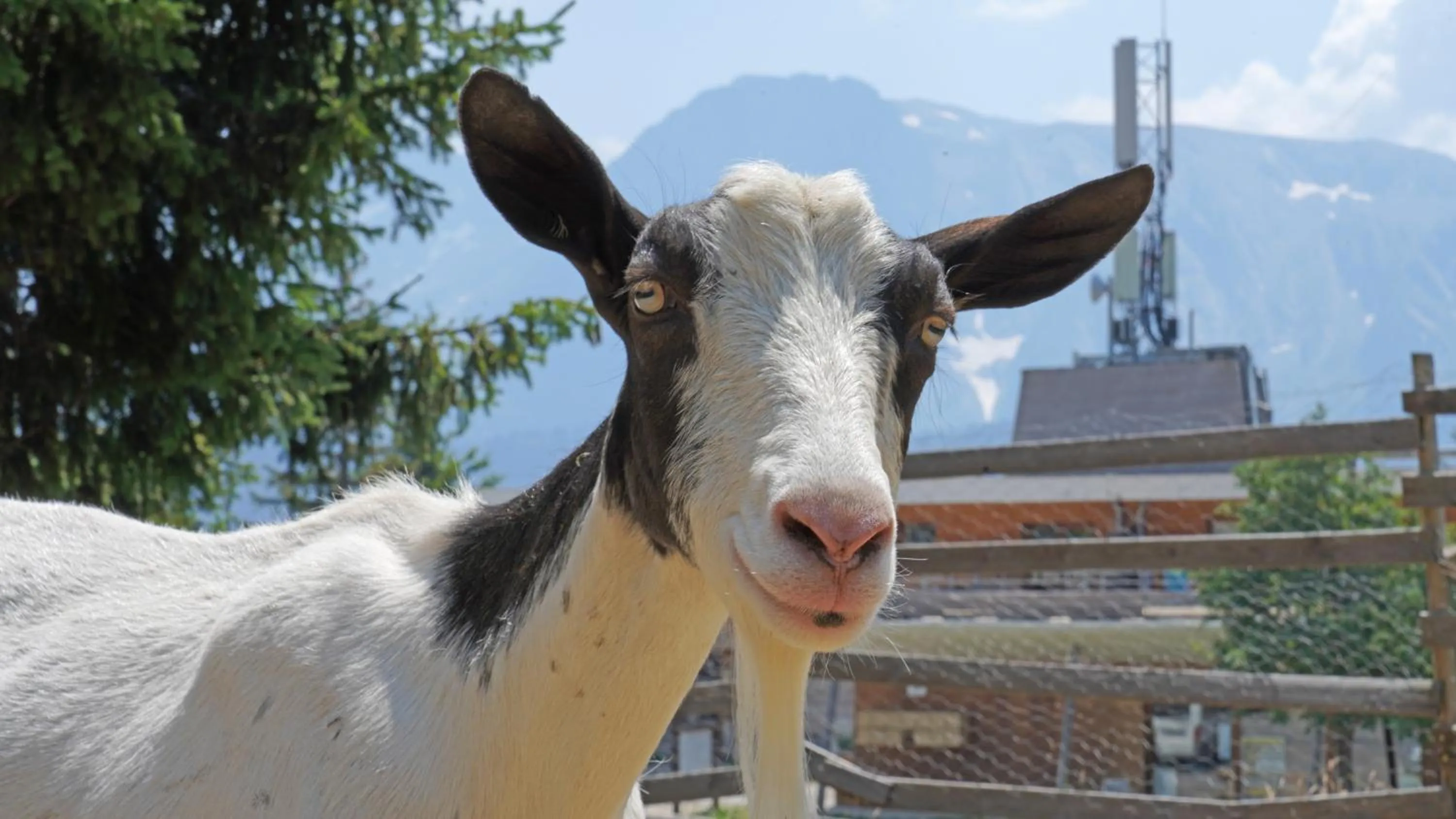 Animals in Résidence Les Villages du Bachat