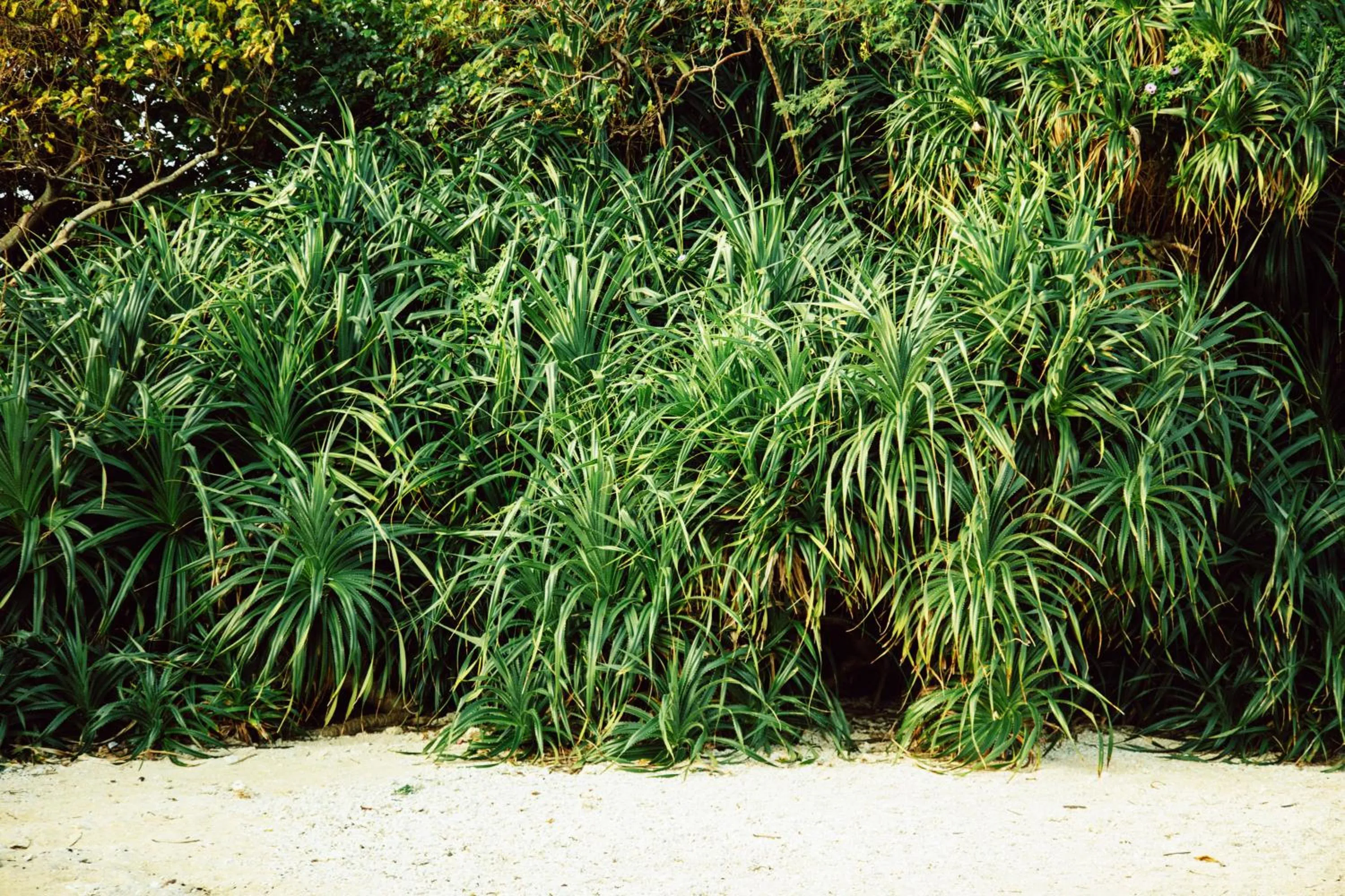 Natural landscape in Orrs