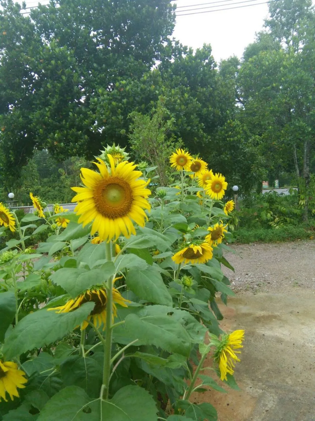 Day in Green Happy Homestay