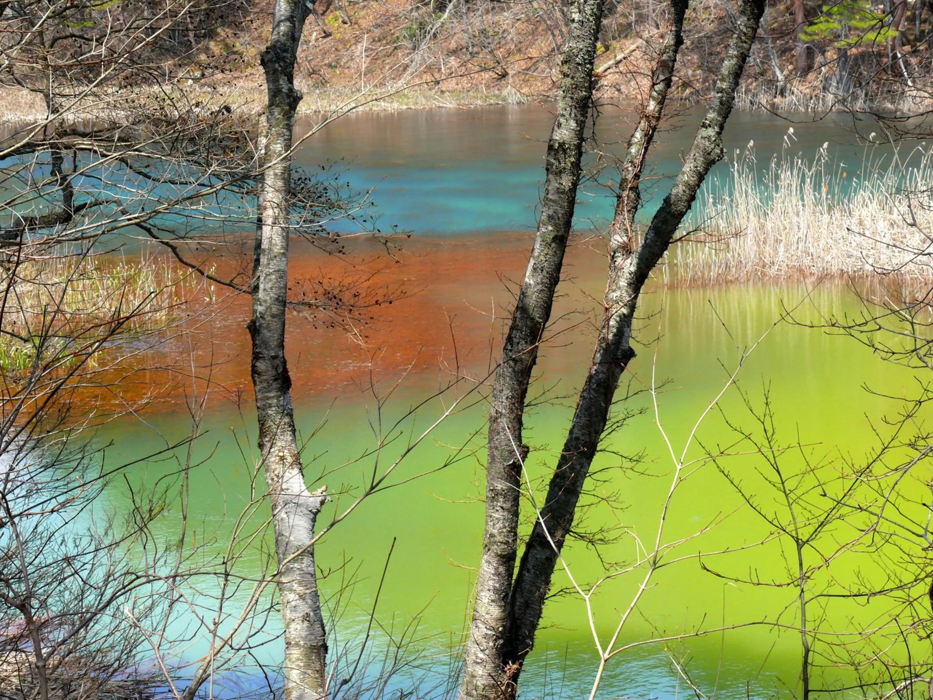 Country Inn Mori no Gorilla