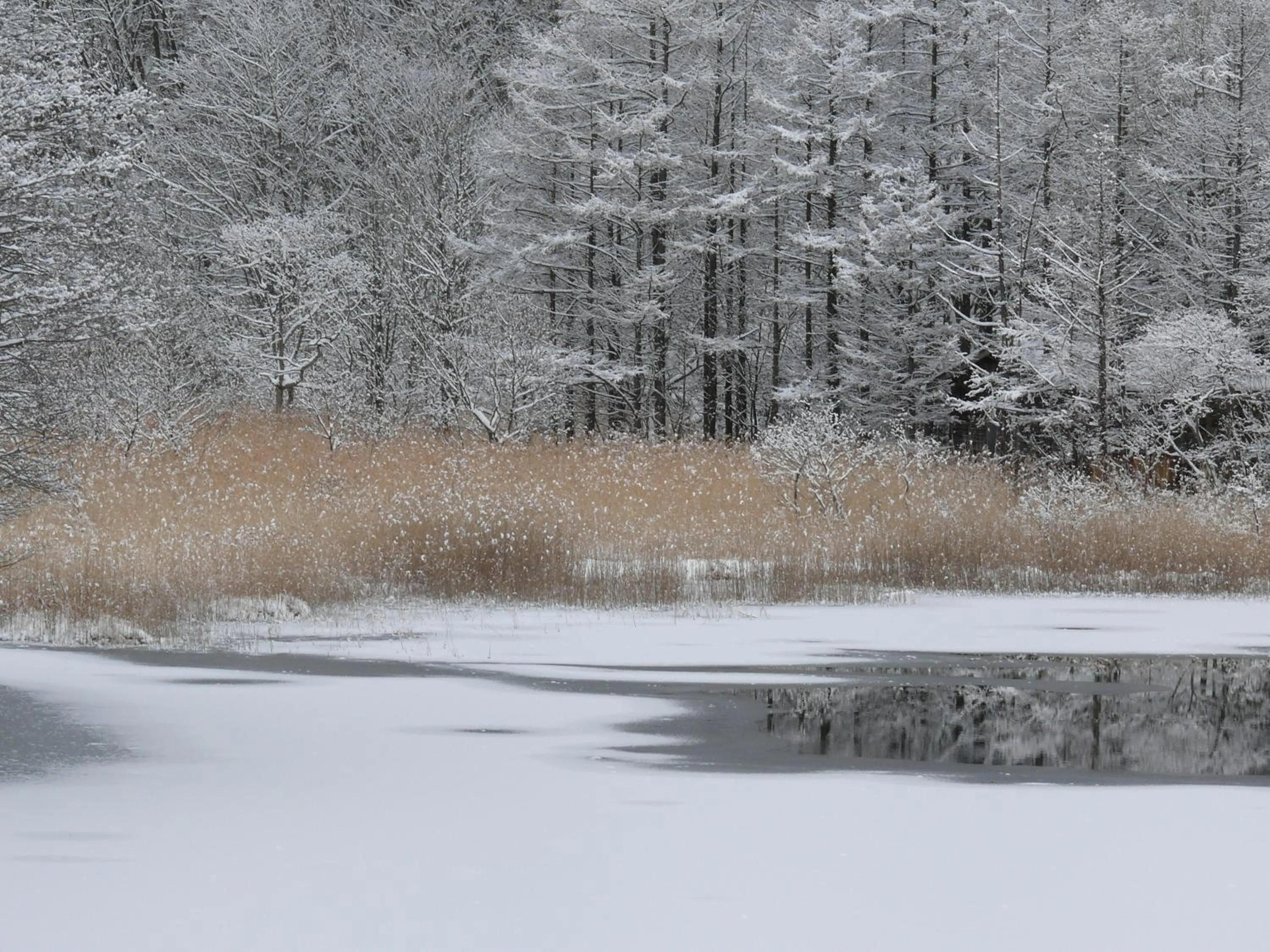 Country Inn Mori no Gorilla