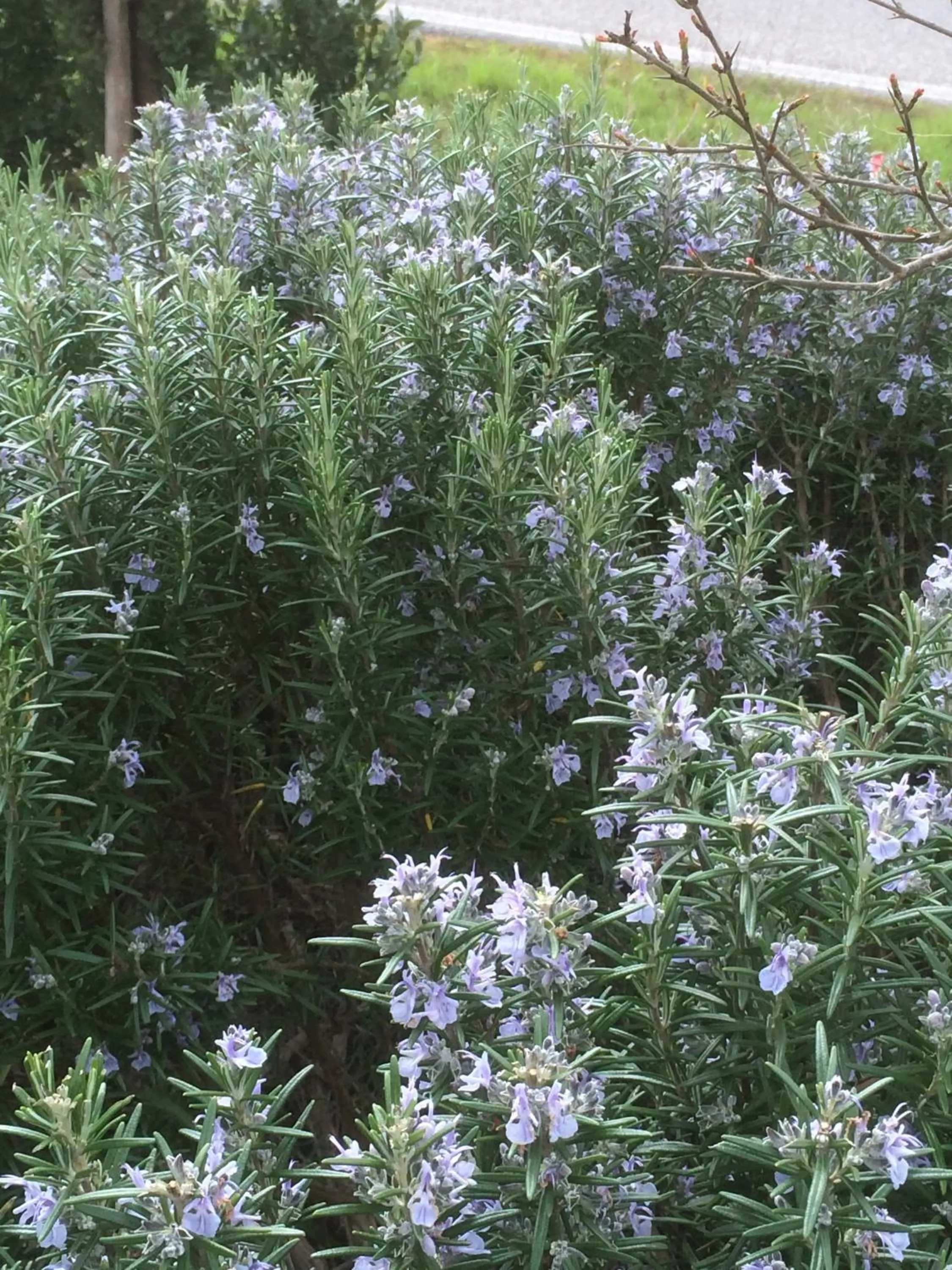 Garden in Residenzia Del Sogno