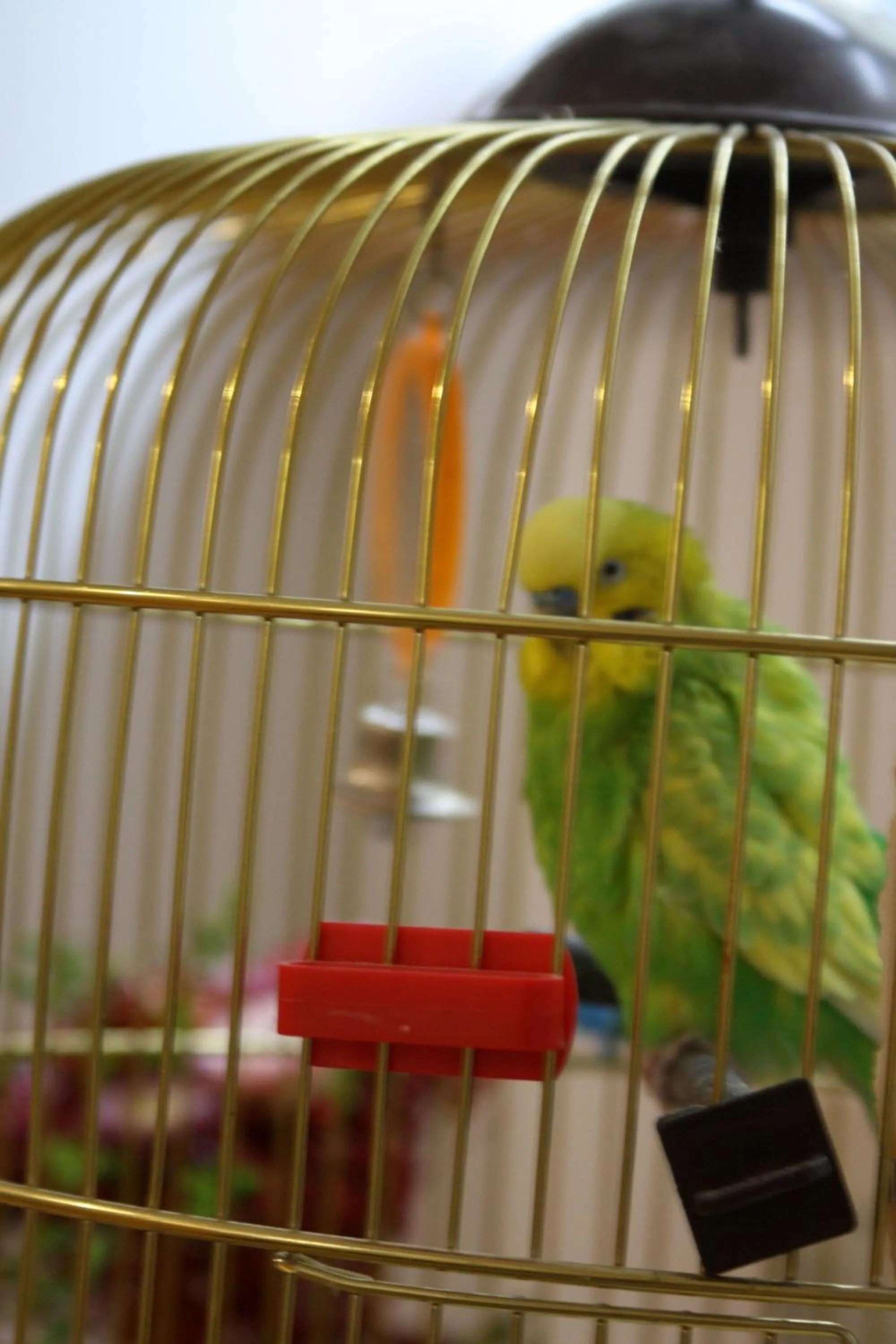 Animals in Retro Hostel