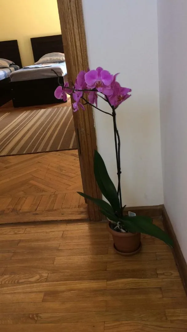 Cozy Guest House in Old Batumi