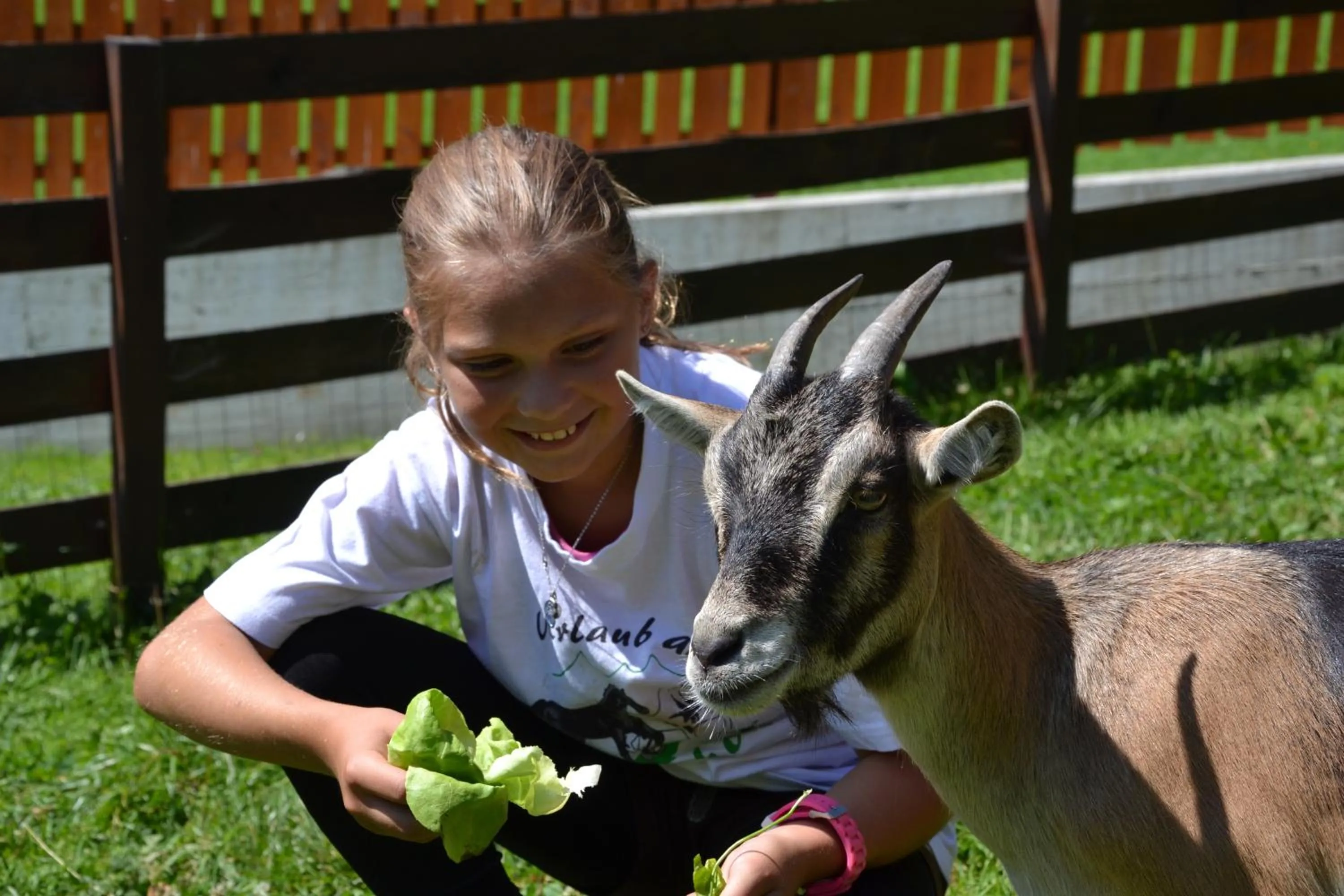 Animals in Feriendorf Ponyhof