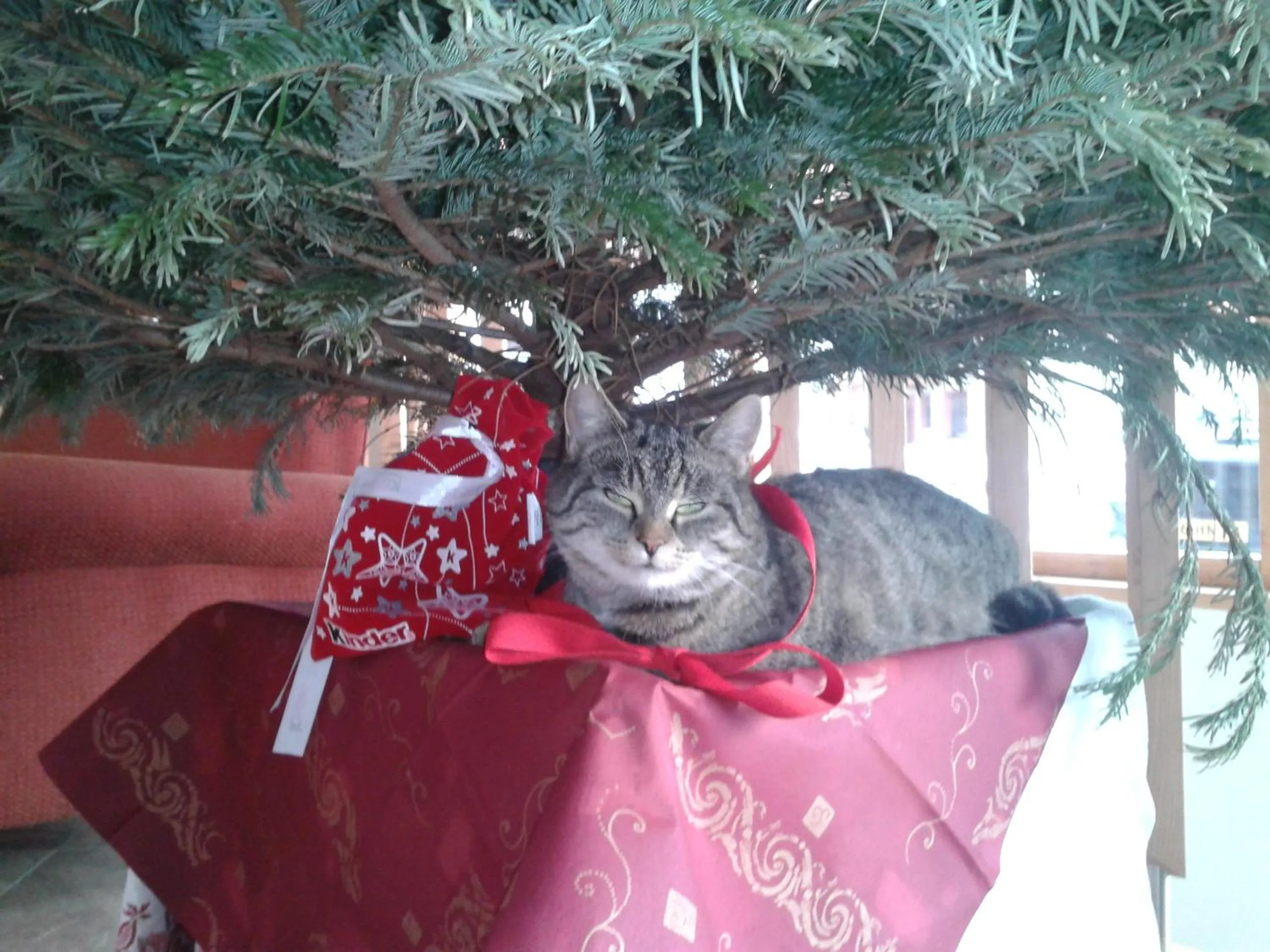Pets in Feriendorf Ponyhof