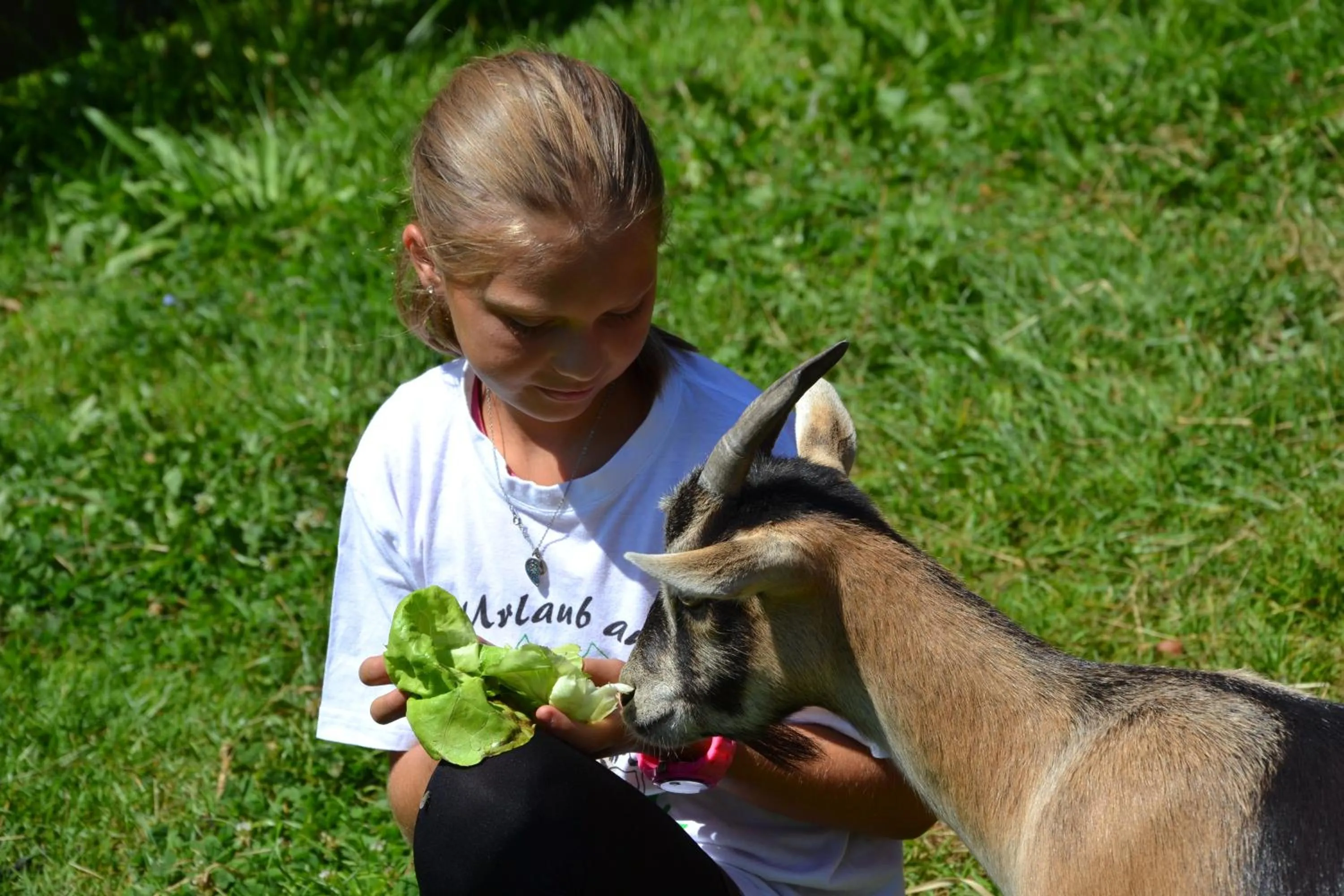 Animals in Feriendorf Ponyhof