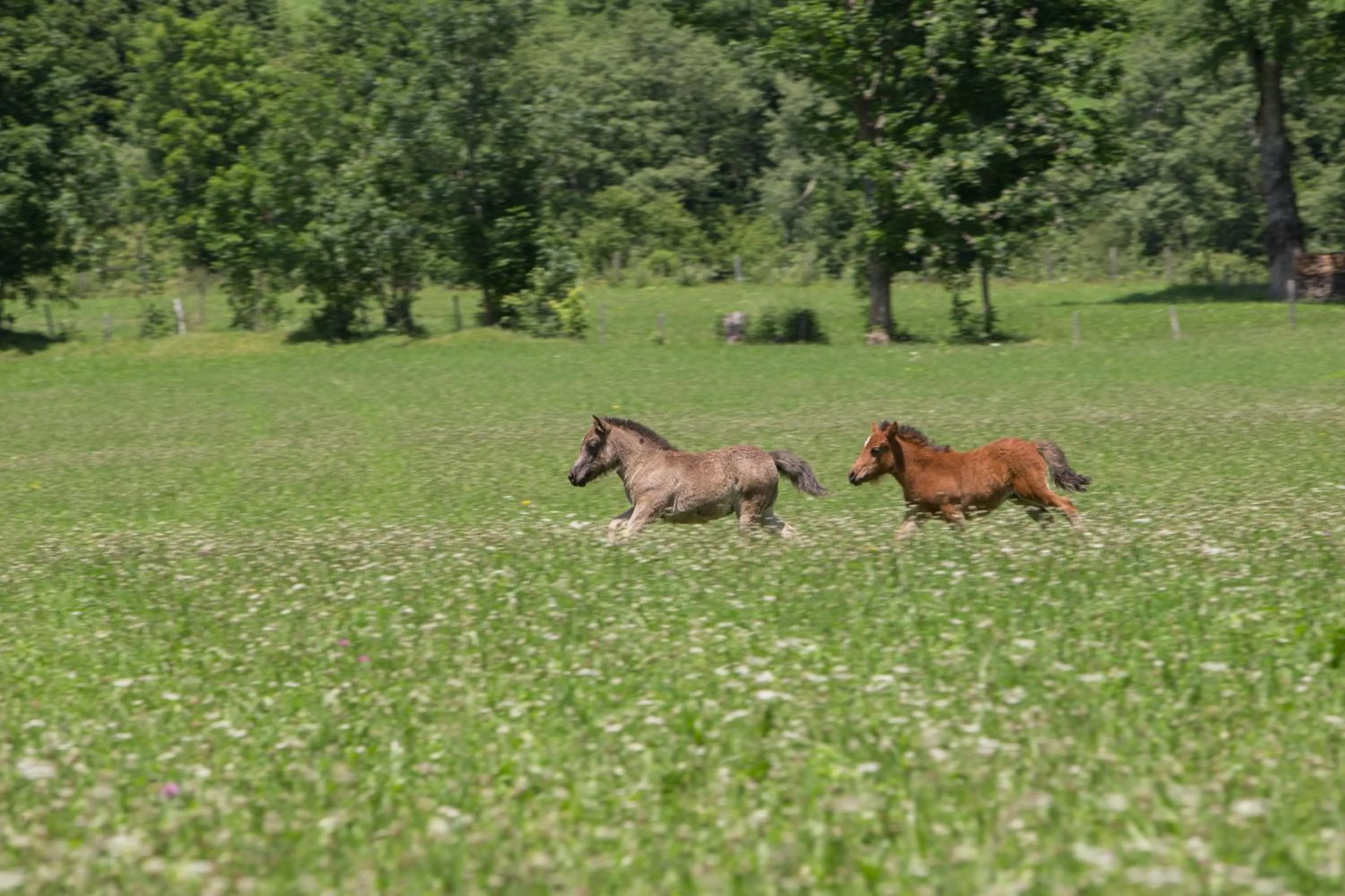 Animals in Feriendorf Ponyhof