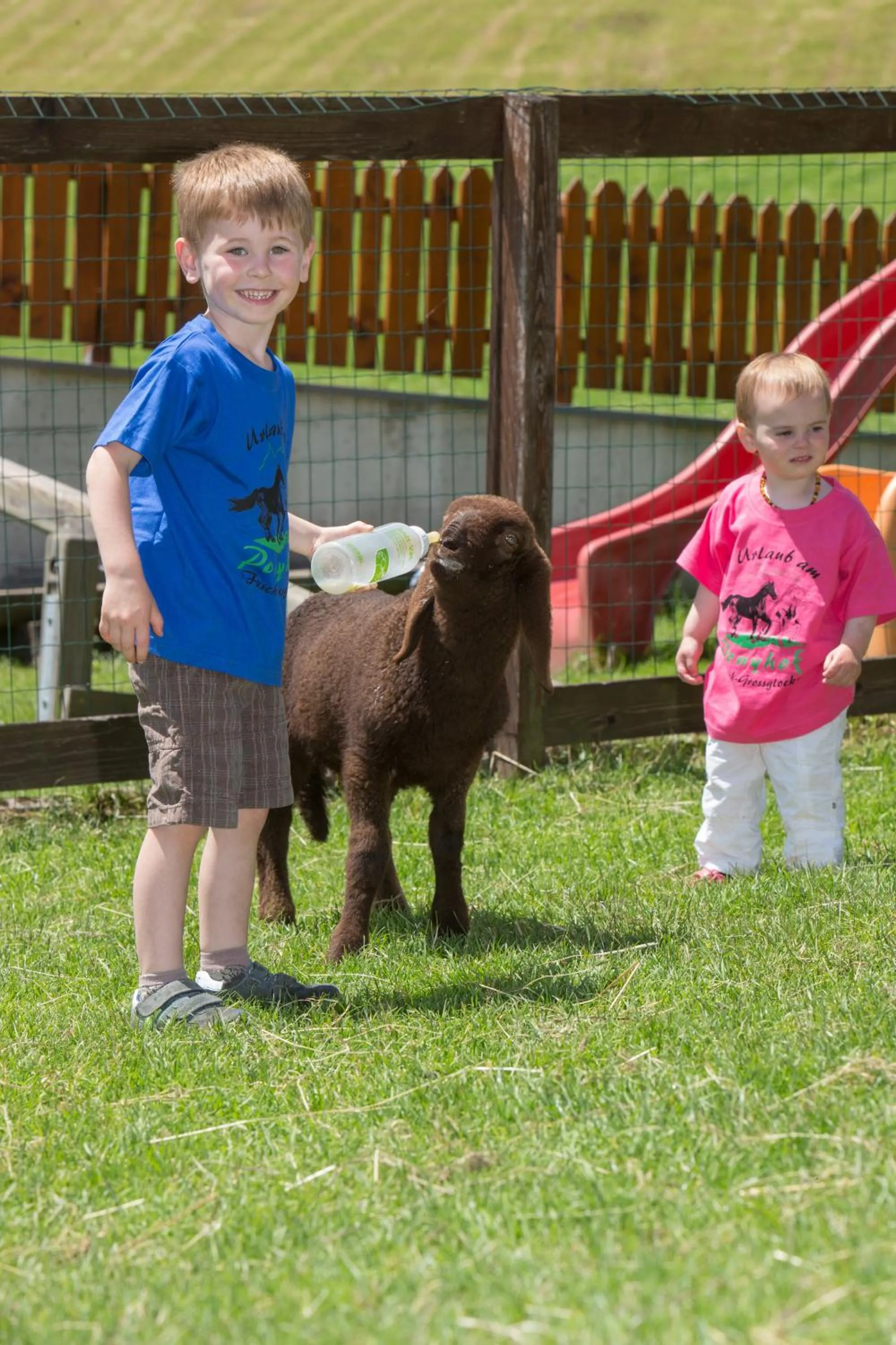 Animals in Feriendorf Ponyhof