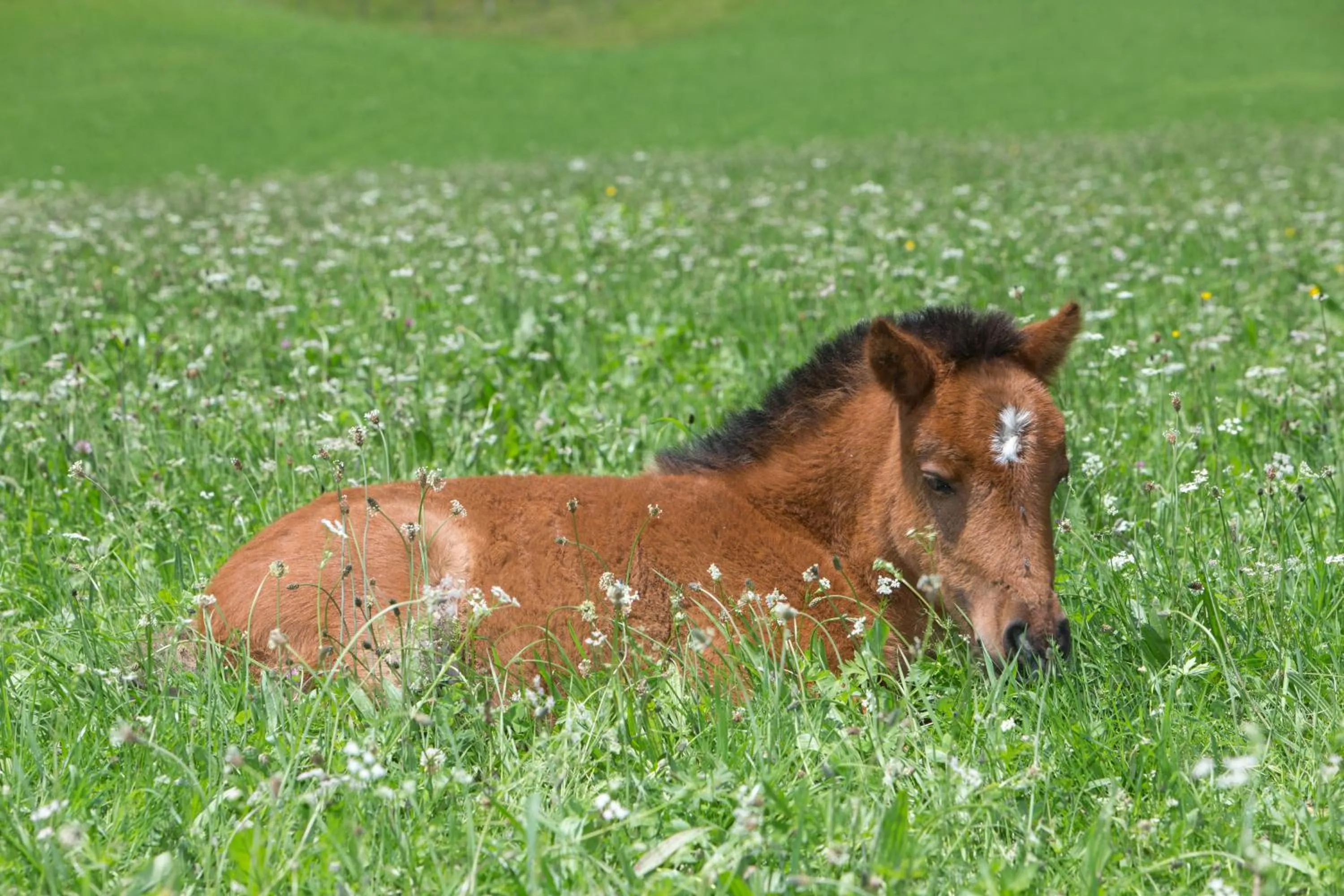 Animals in Feriendorf Ponyhof