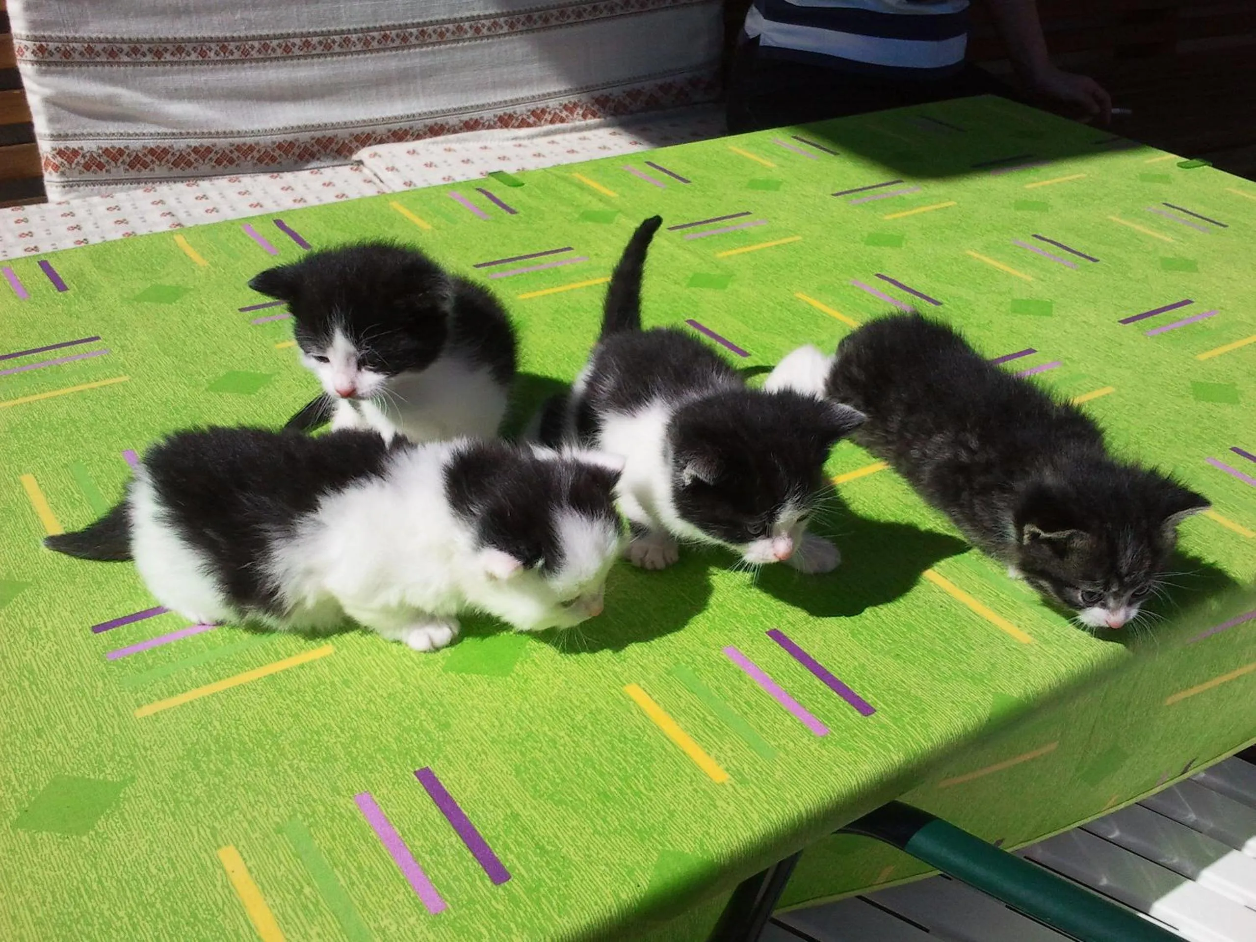 Pets in Feriendorf Ponyhof
