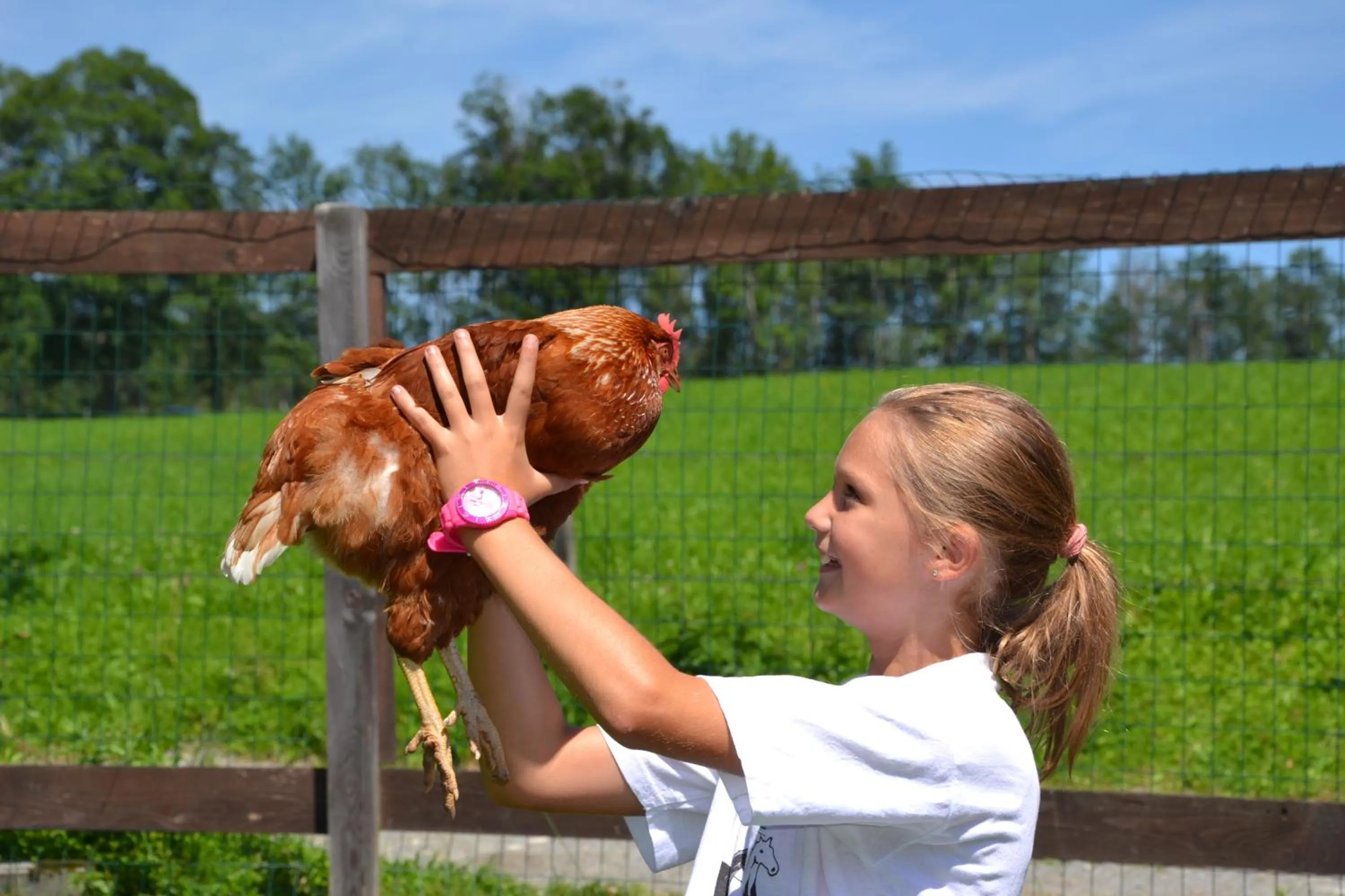 Animals in Feriendorf Ponyhof