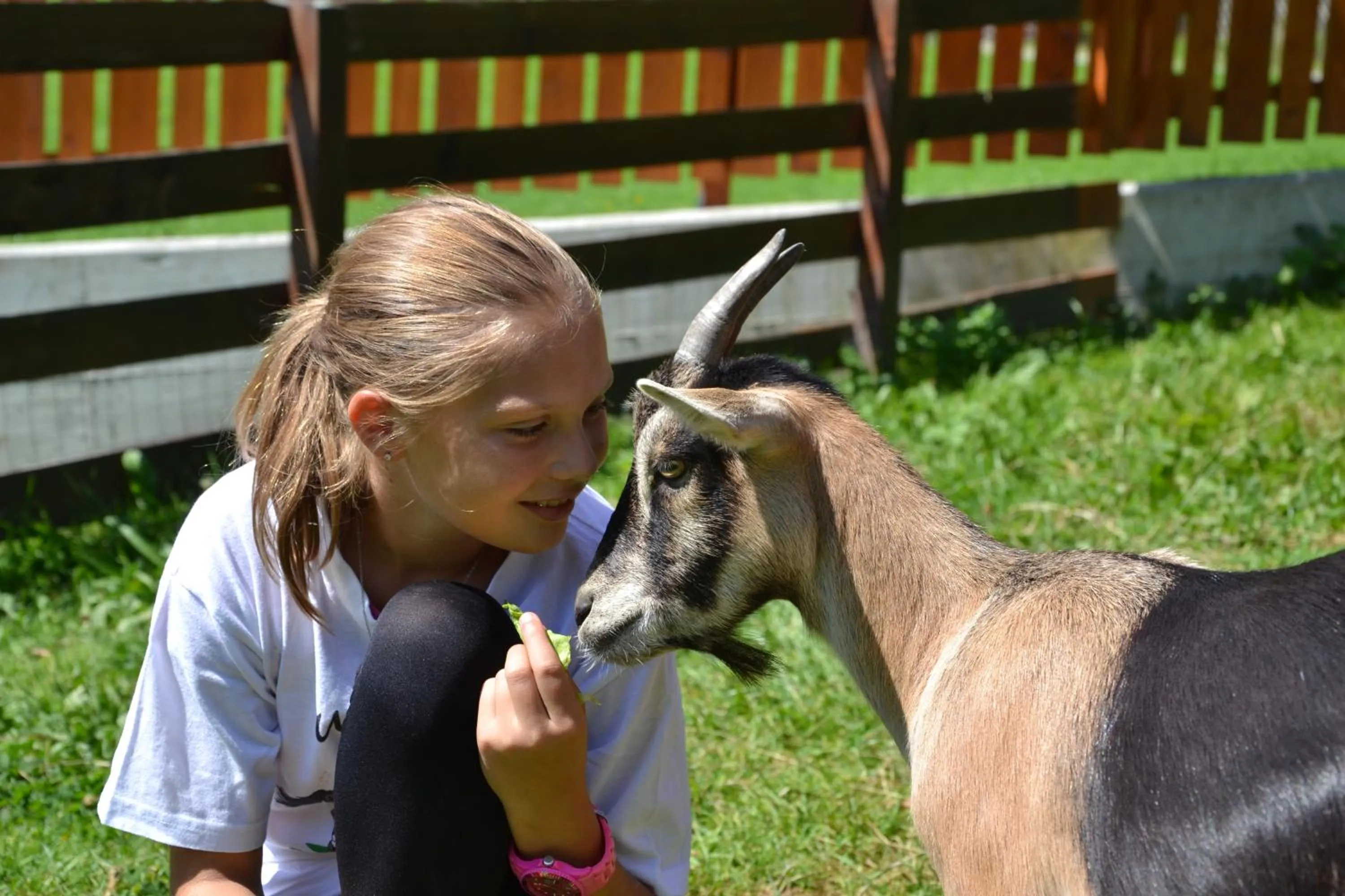 Animals in Feriendorf Ponyhof