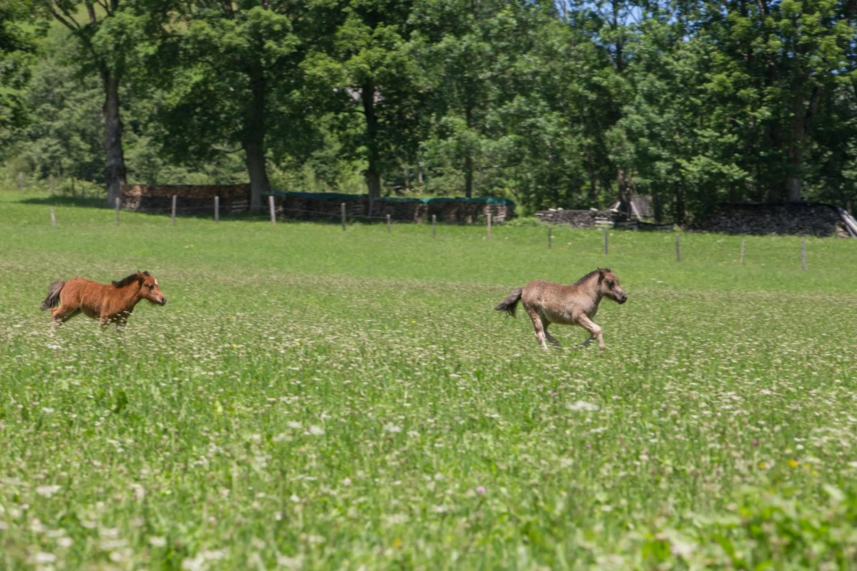 Day in Feriendorf Ponyhof
