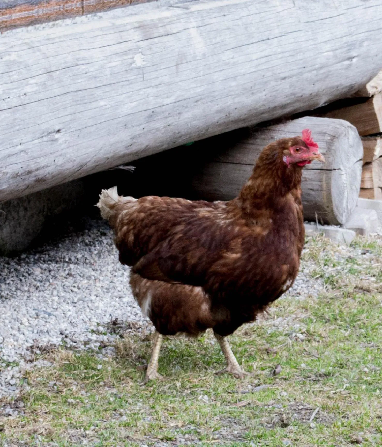 Animals in Feriendorf Ponyhof