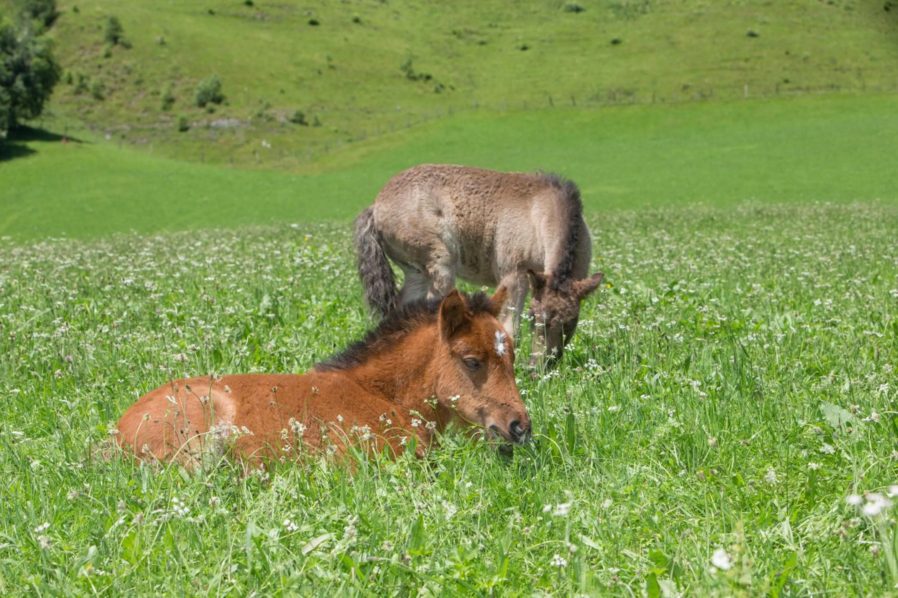 Animals in Feriendorf Ponyhof