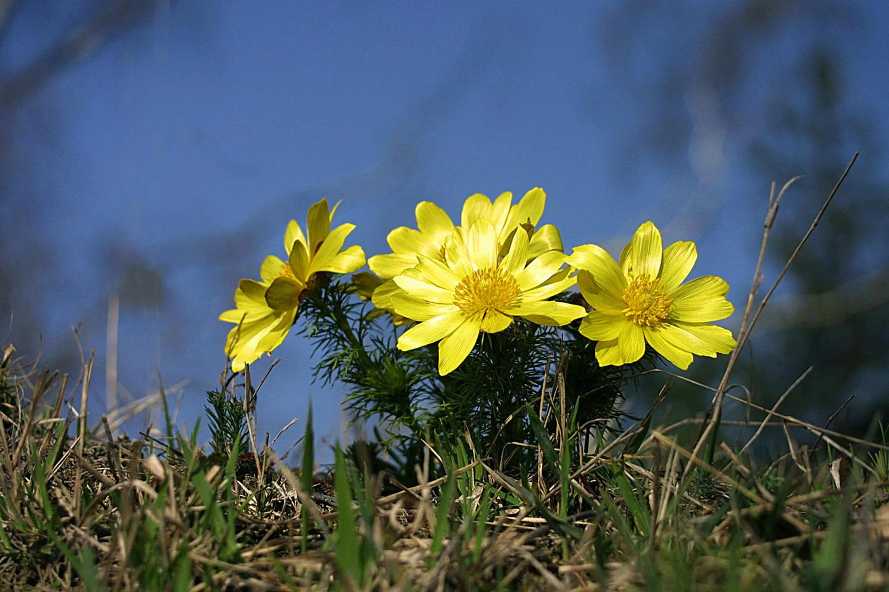 Spring in Seehotel Luisenhof