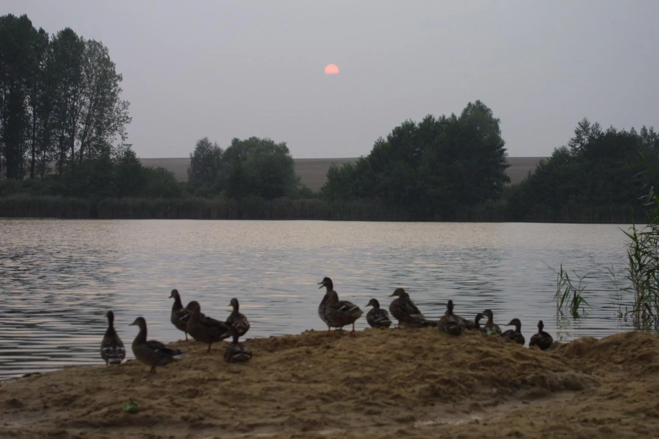 Animals in Seehotel Luisenhof