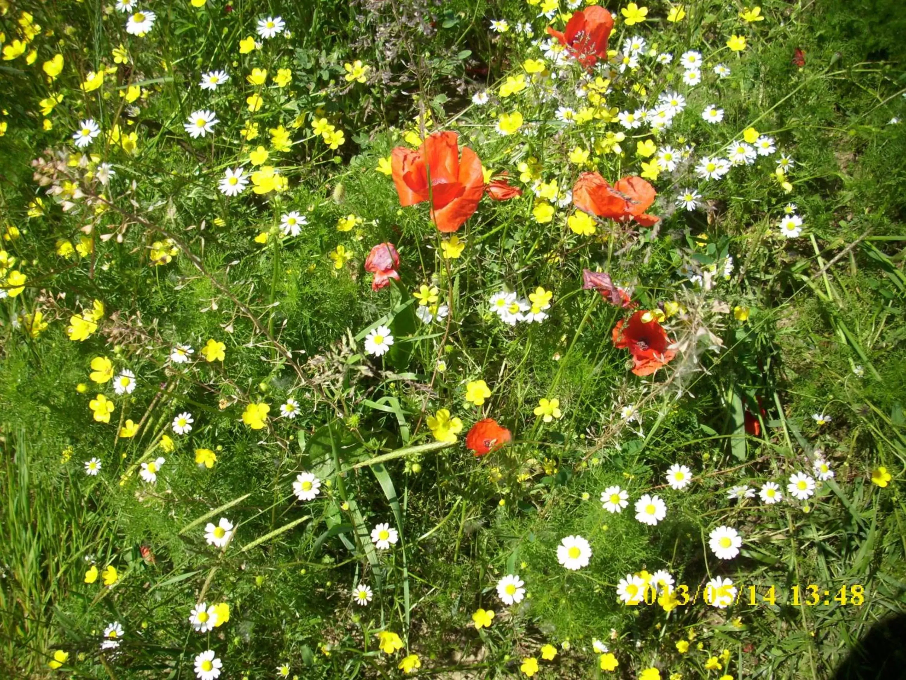 Spring, Other Animals in Residence Al Lago