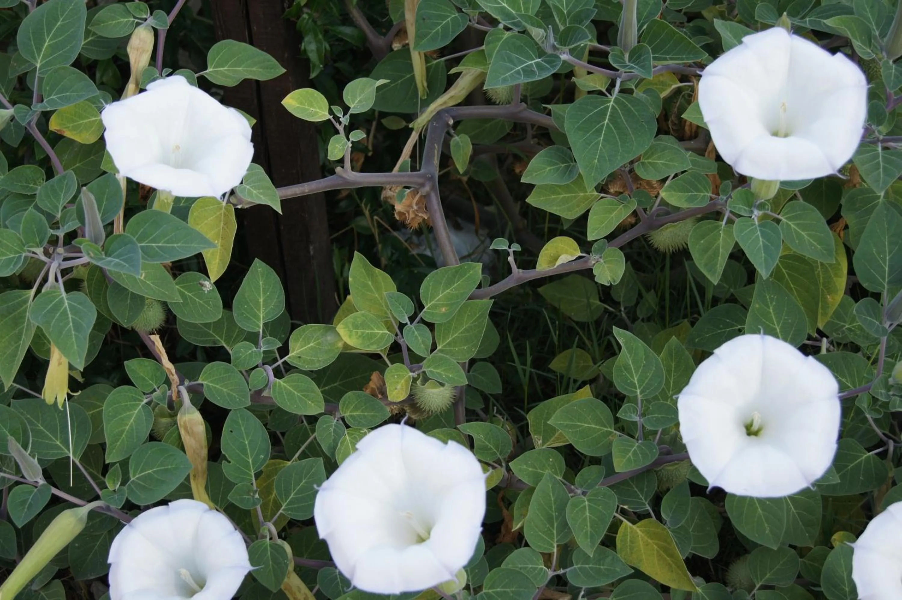 Day in Residence Al Lago