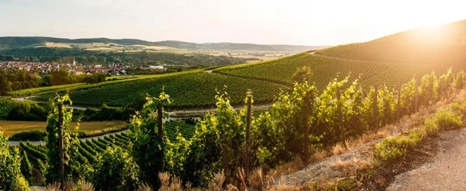 Natural landscape in Hotel Zum Rebstock