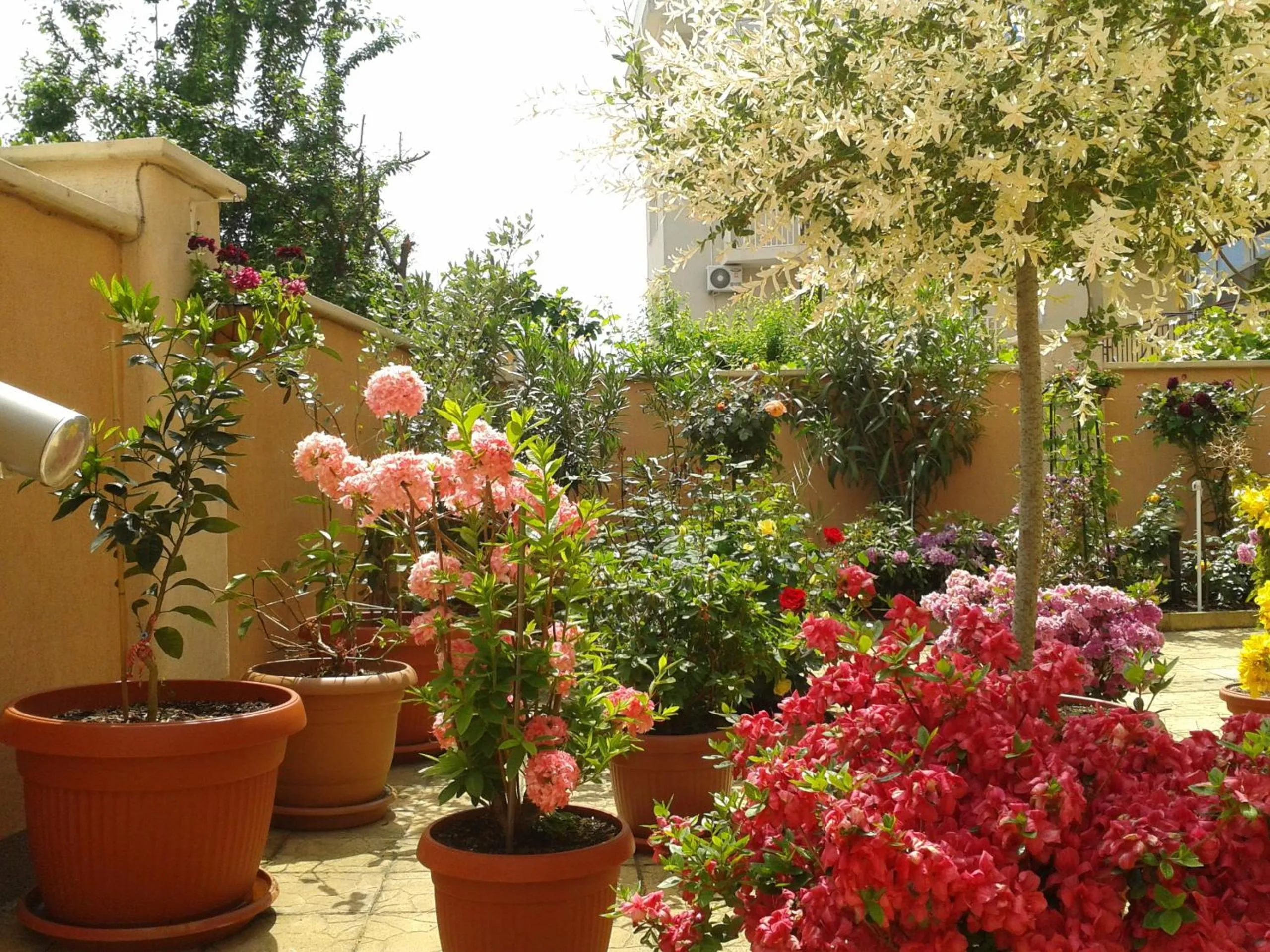 Garden in Hotel Chuchulev