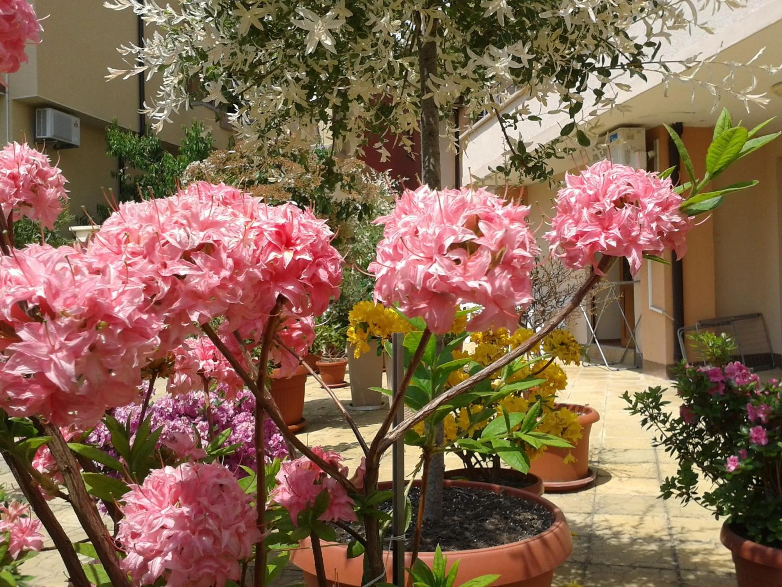 Garden in Hotel Chuchulev