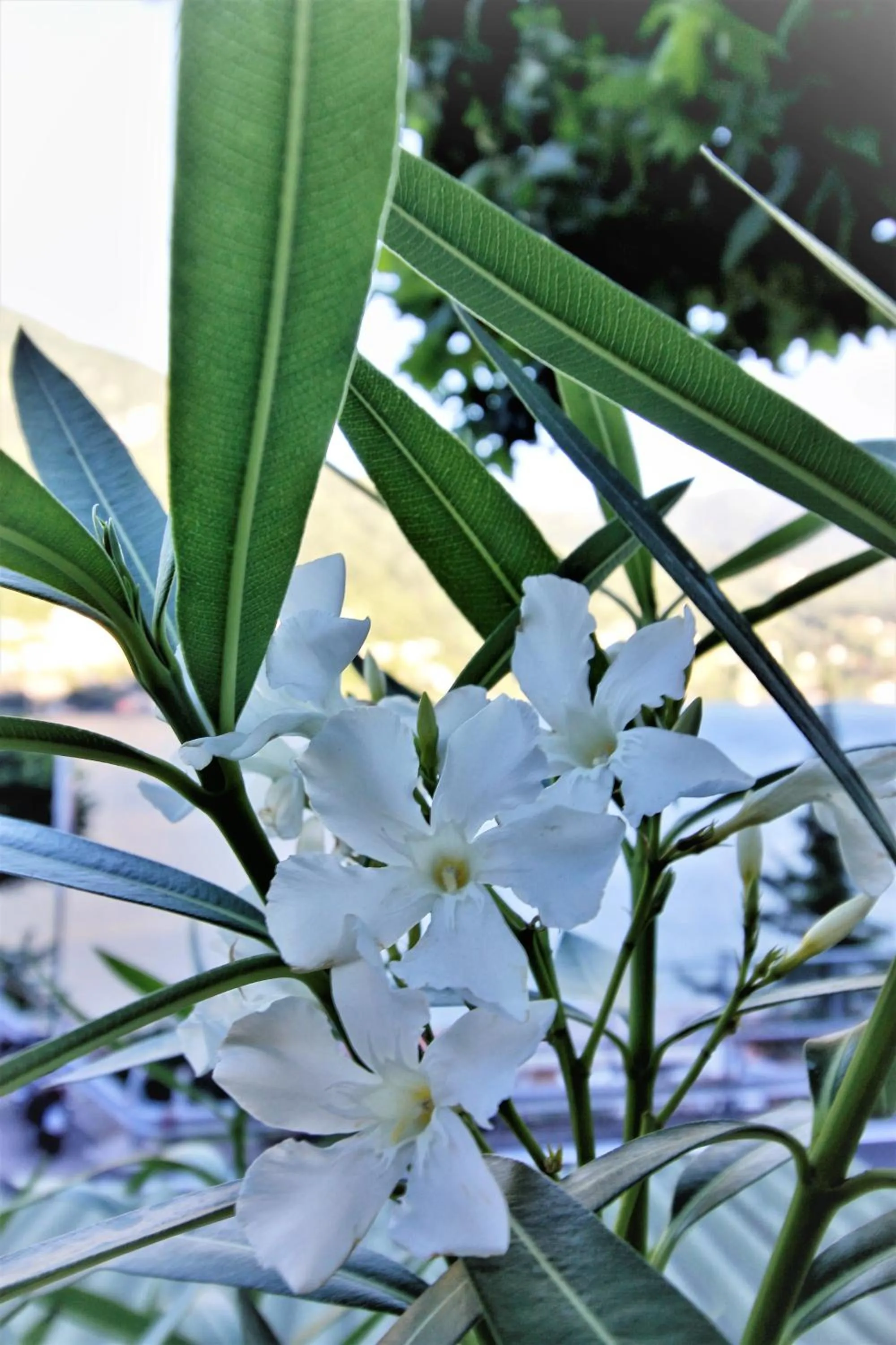 Garden in Hotel Bersagliere