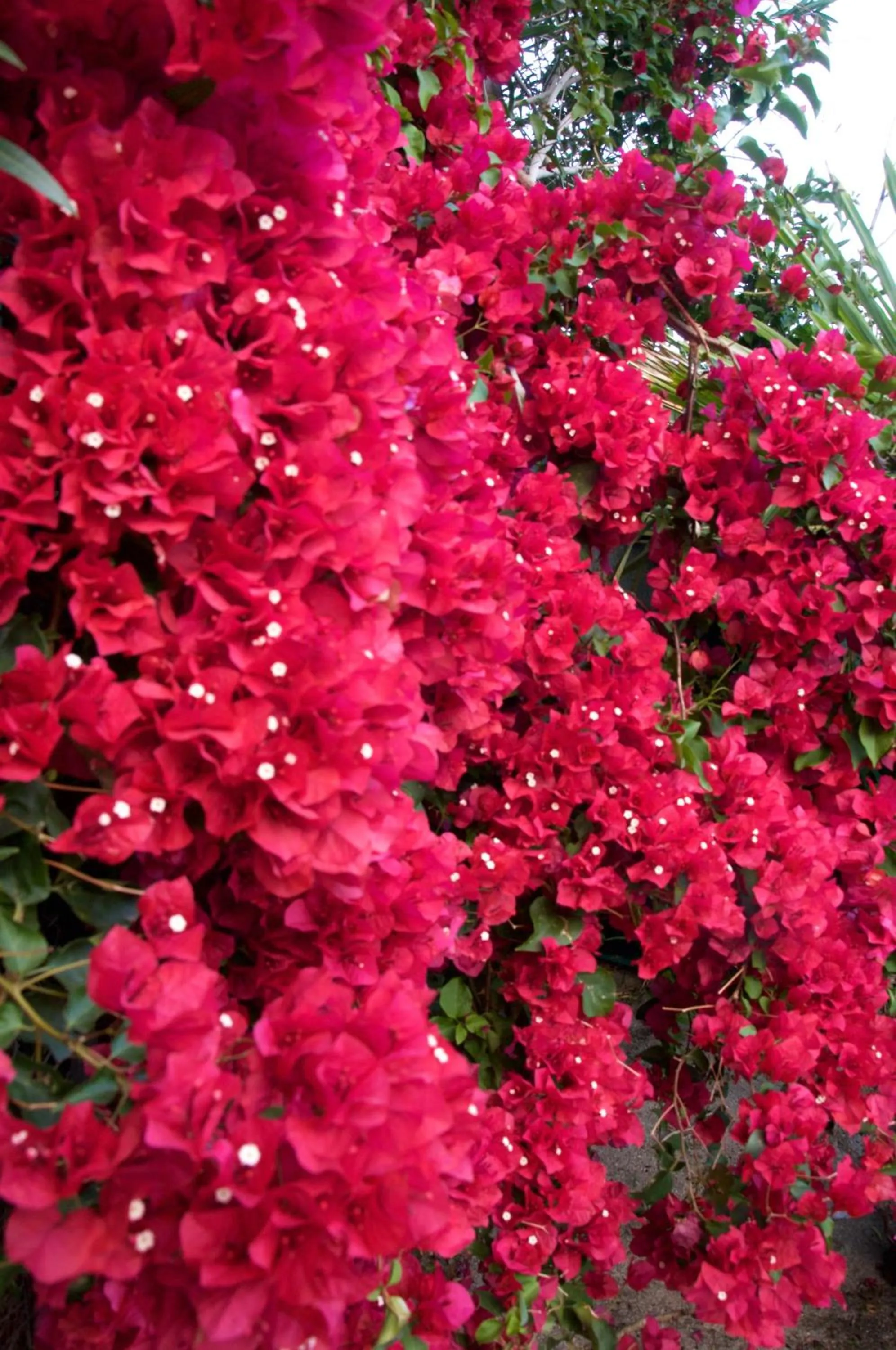 Garden in Delos Reyes Palm Springs