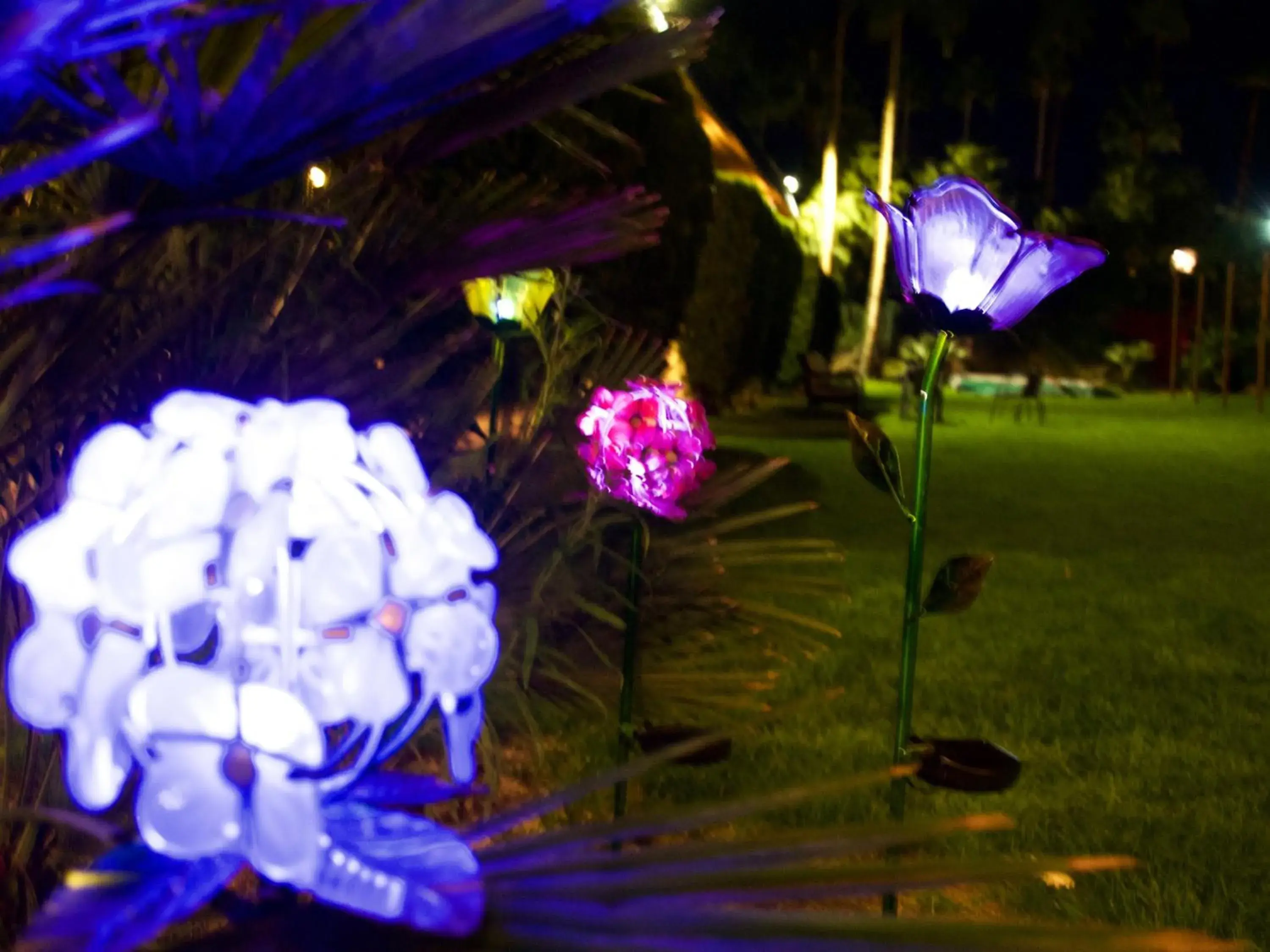 Night in Delos Reyes Palm Springs Night in Delos Reyes Palm Springs