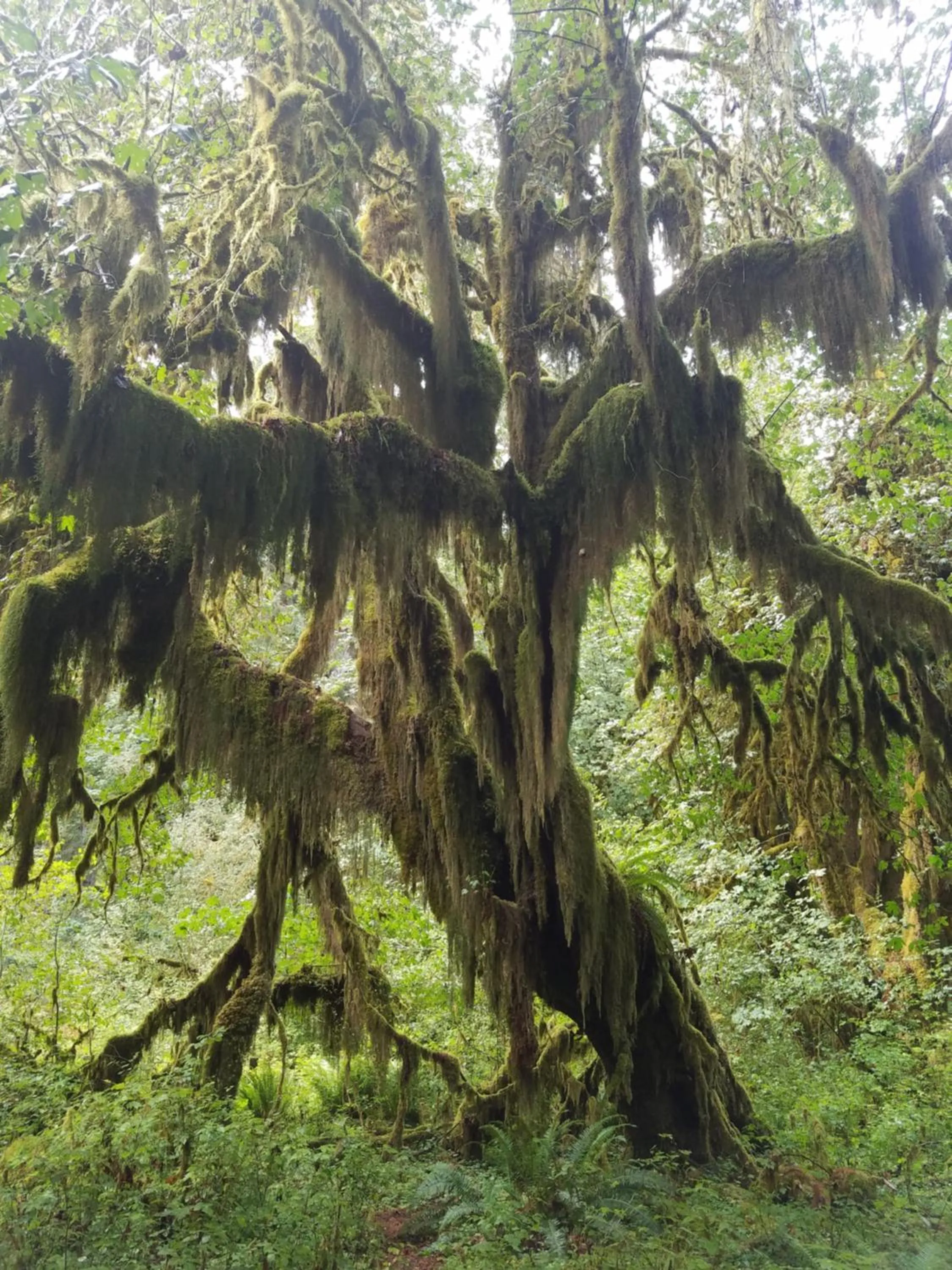 Hiking in A Relaxing Getaway SolDuc 1