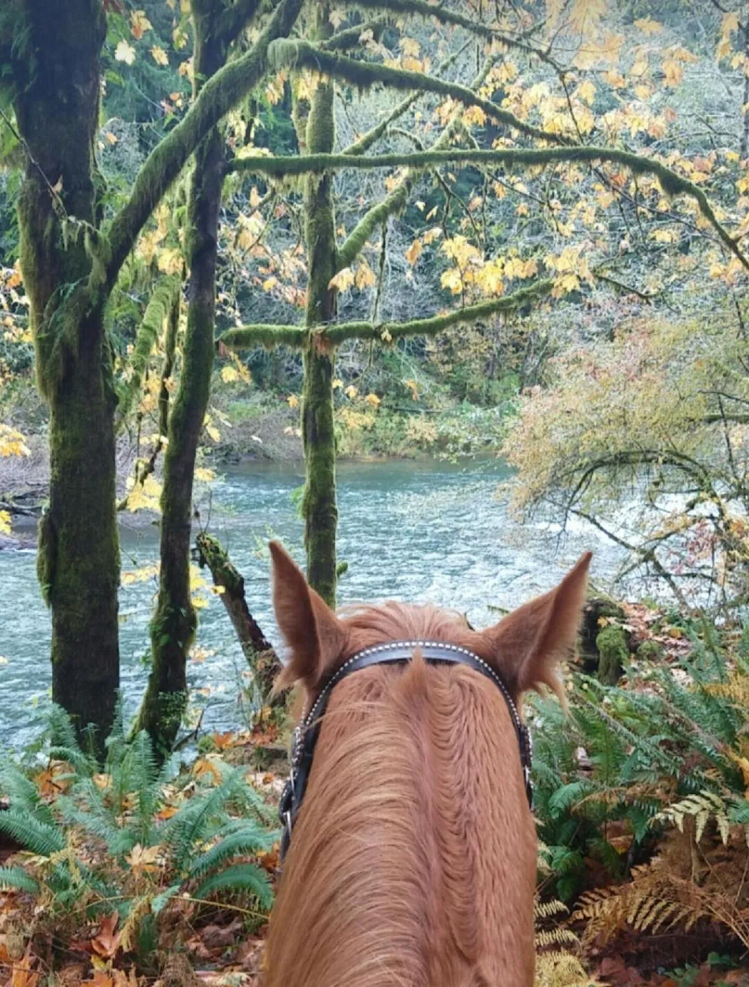 Off site in A Relaxing Getaway SolDuc 1