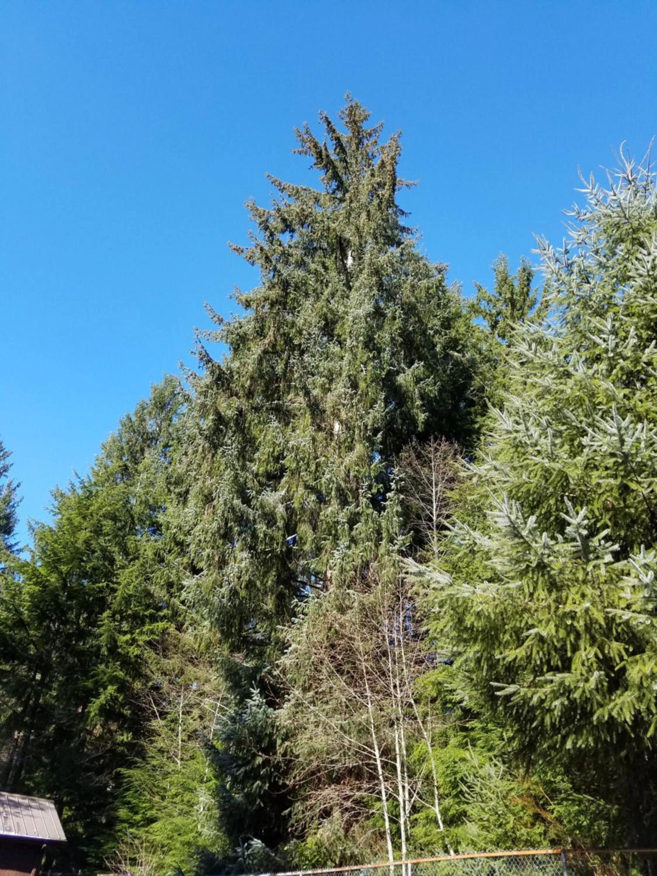 Natural landscape in A Relaxing Getaway SolDuc 1