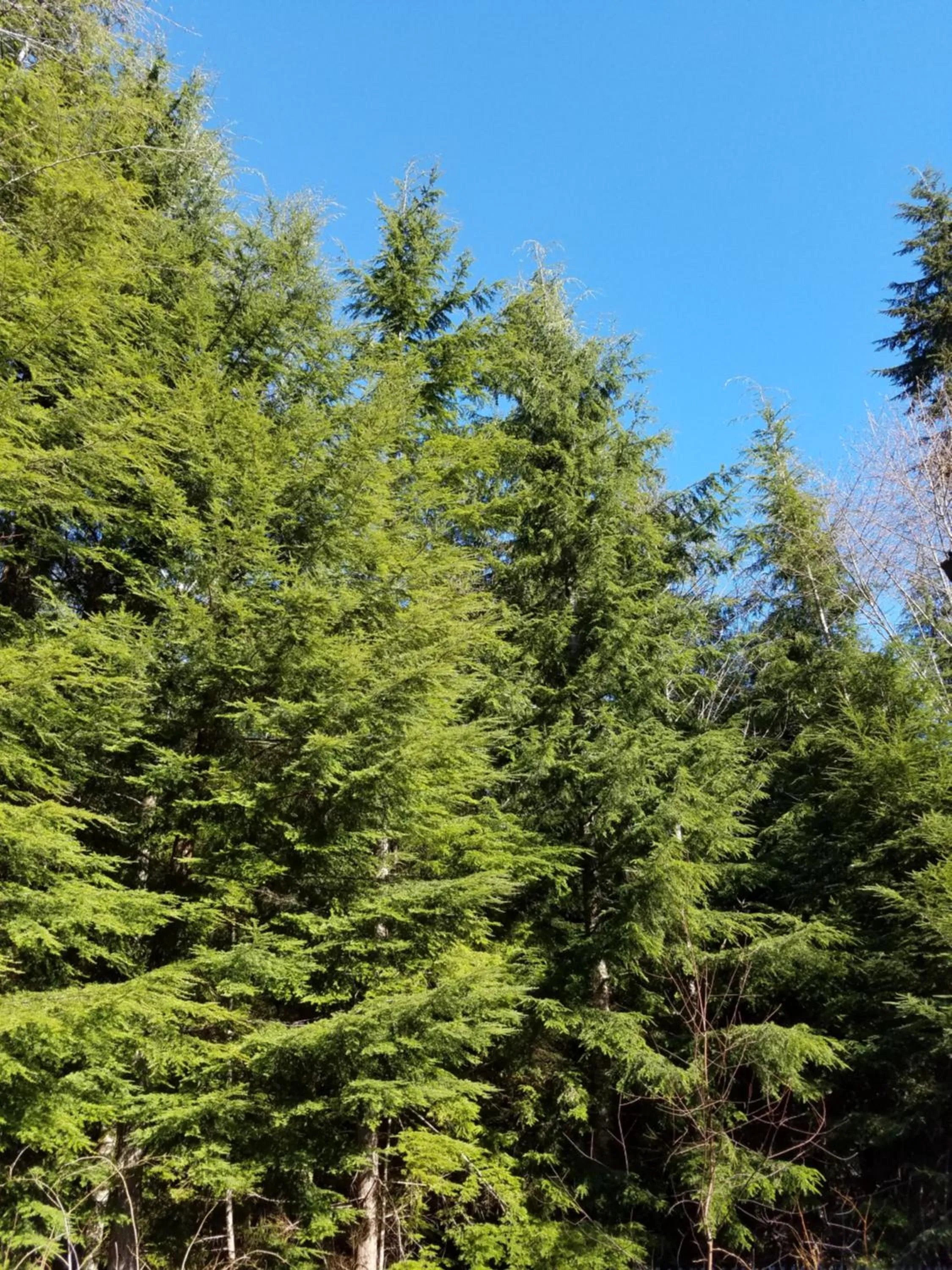 Natural landscape in A Relaxing Getaway SolDuc 1