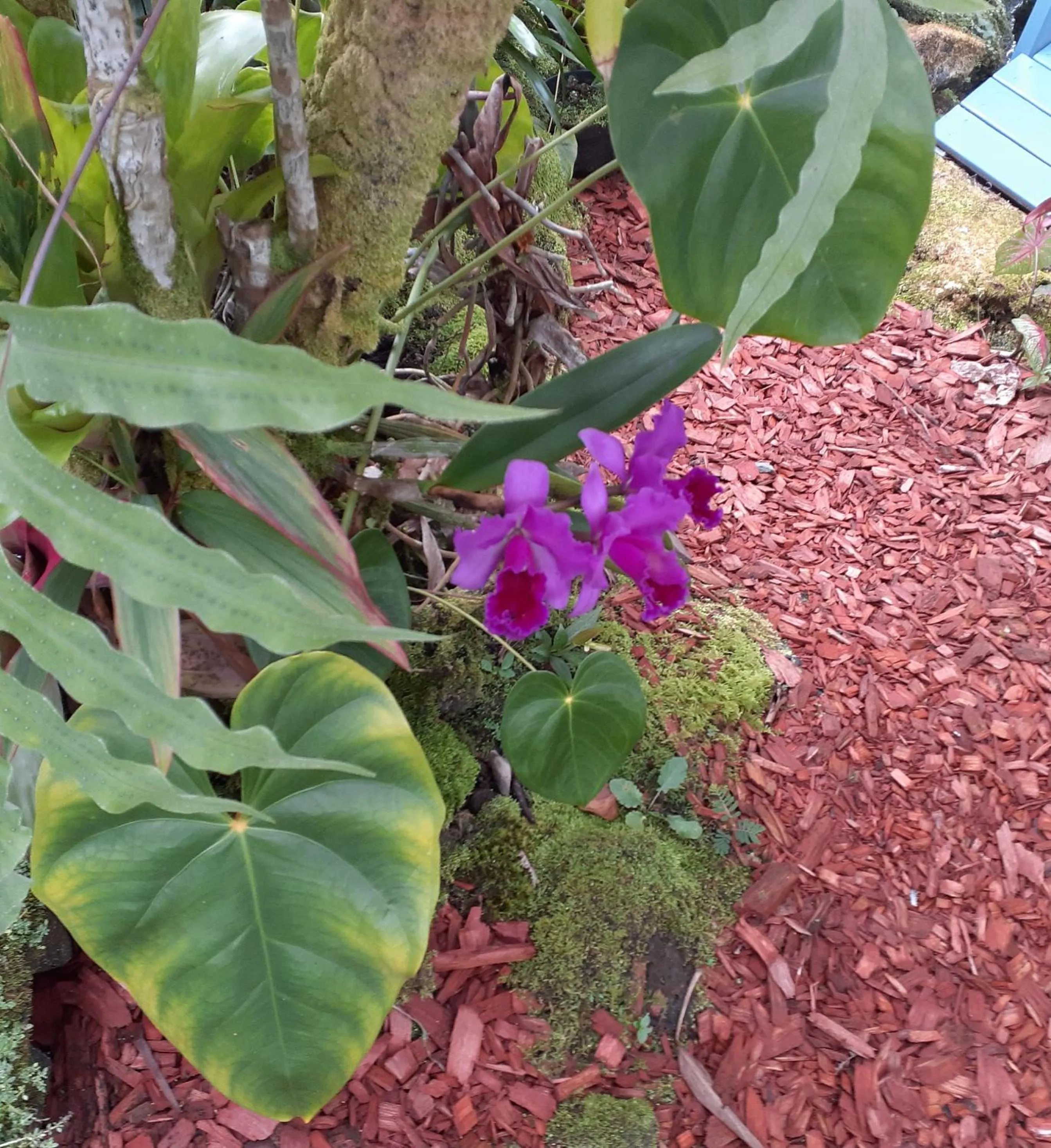 Garden in Paradise Cottage at Anthurium Hale