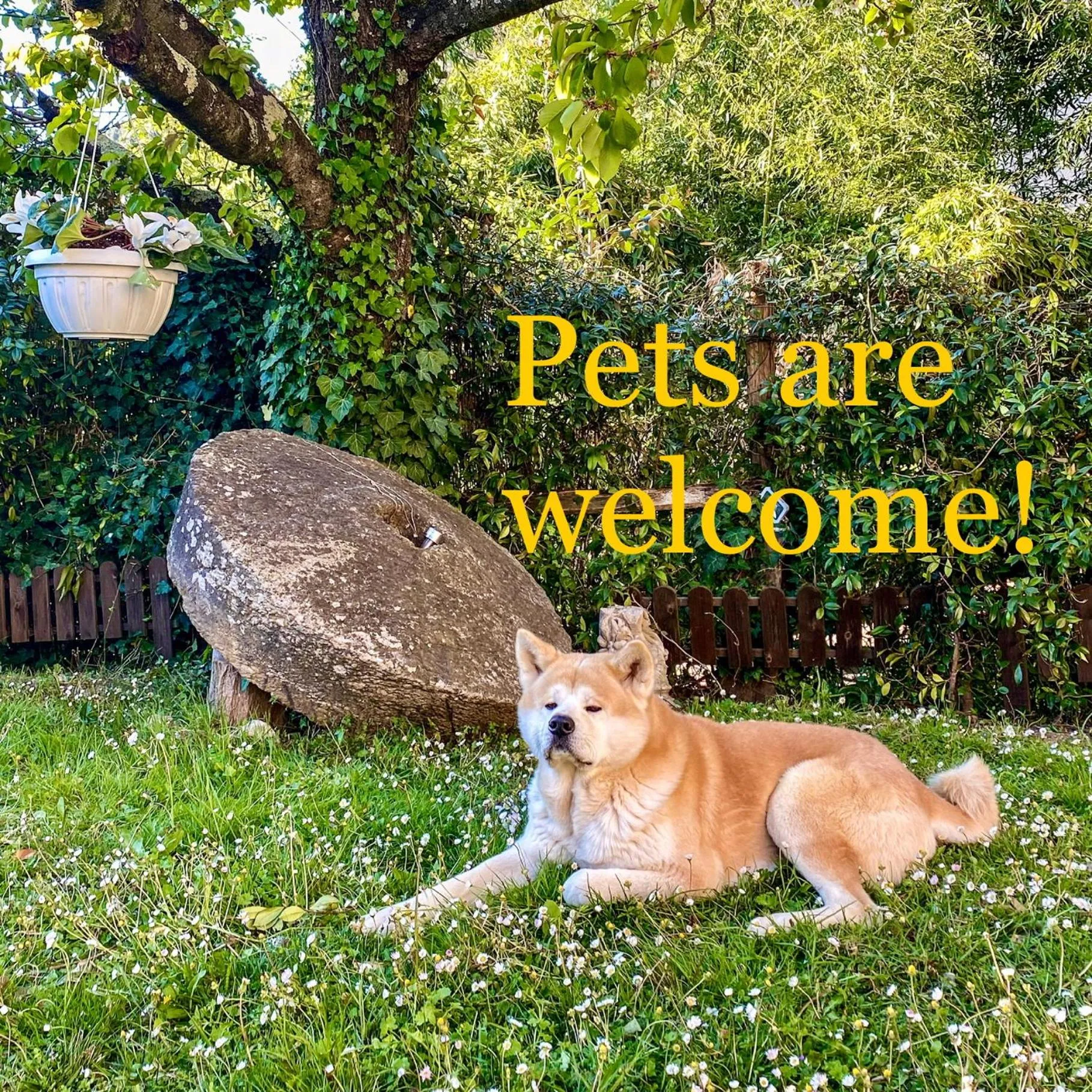 Guest House Antico Frantoio Pietrasanta Affittacamere